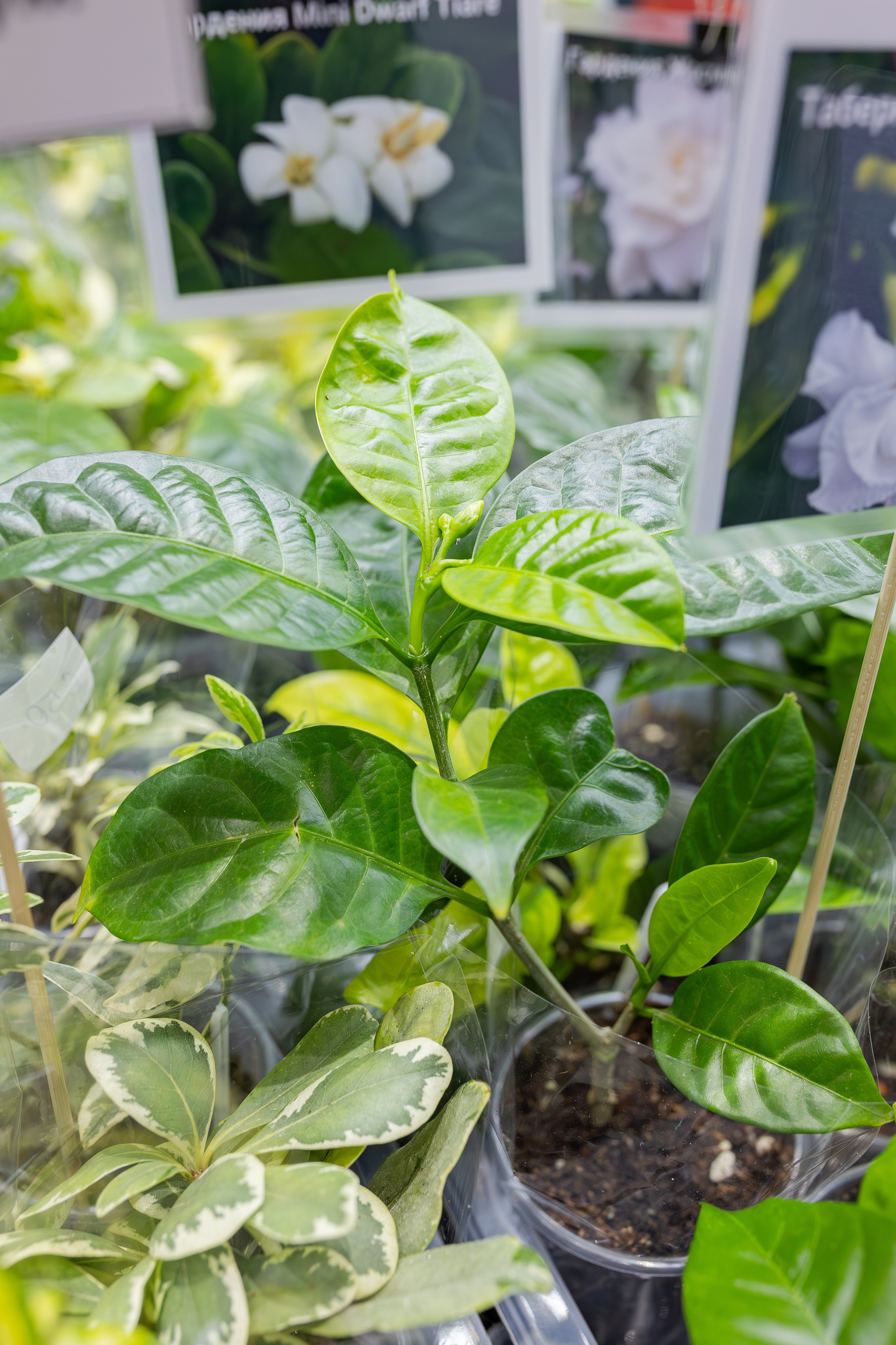 Монстериум апрель 2026. Александра Куликова фотограф, Москва