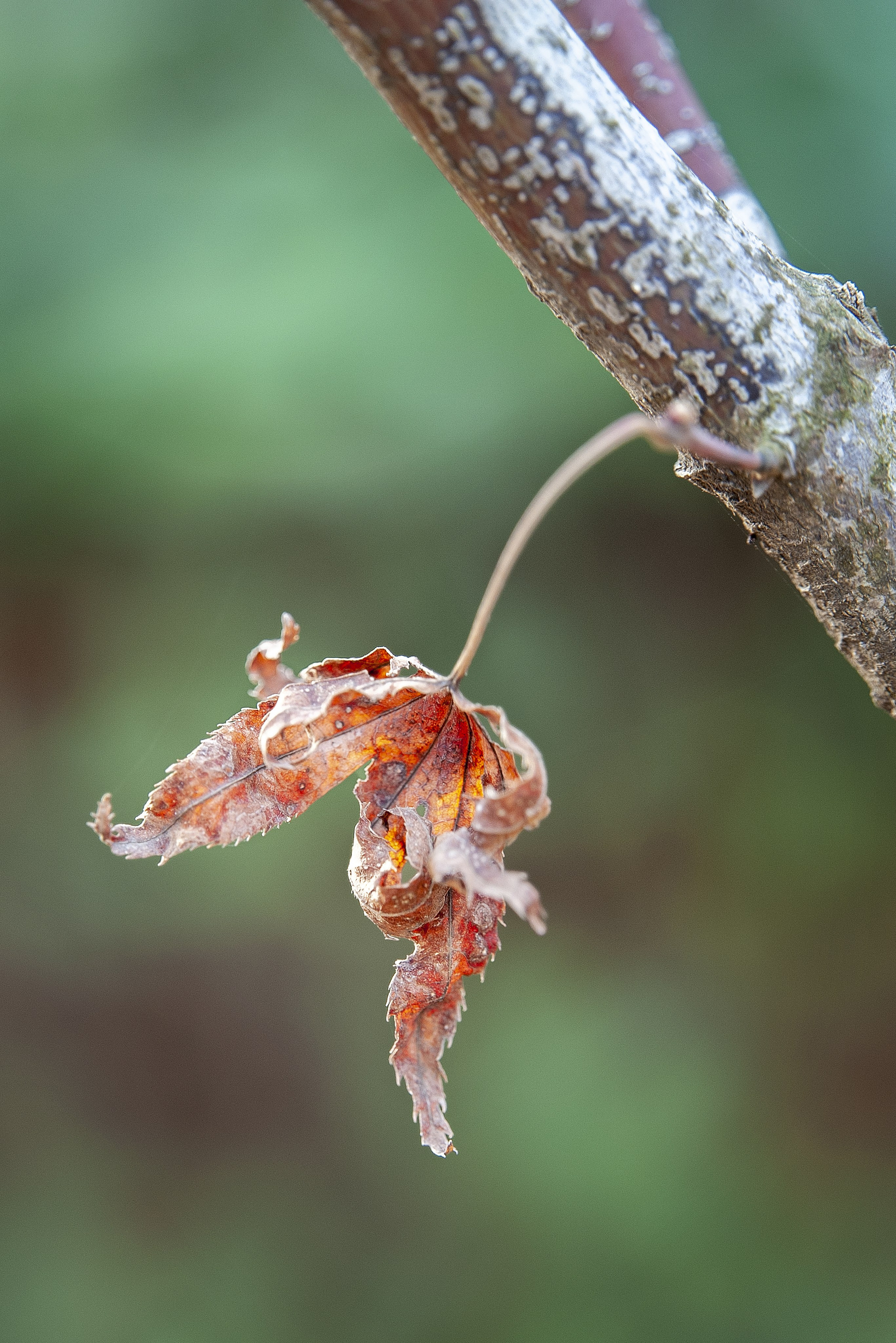 Осень. FotoGraf