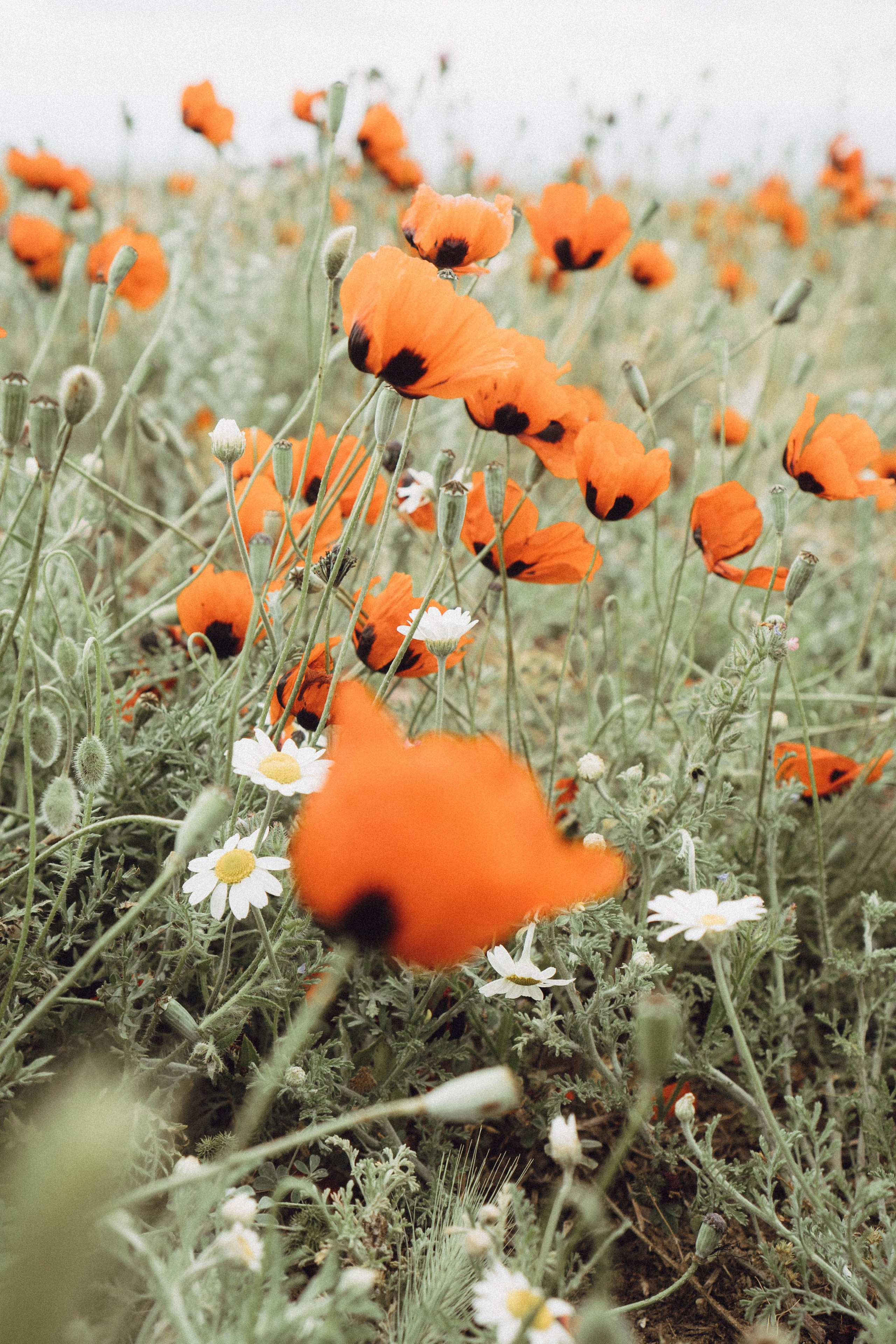 Кавказ. Профессиональный фотограф, Санкт-Петербург — Виктория Богомолова