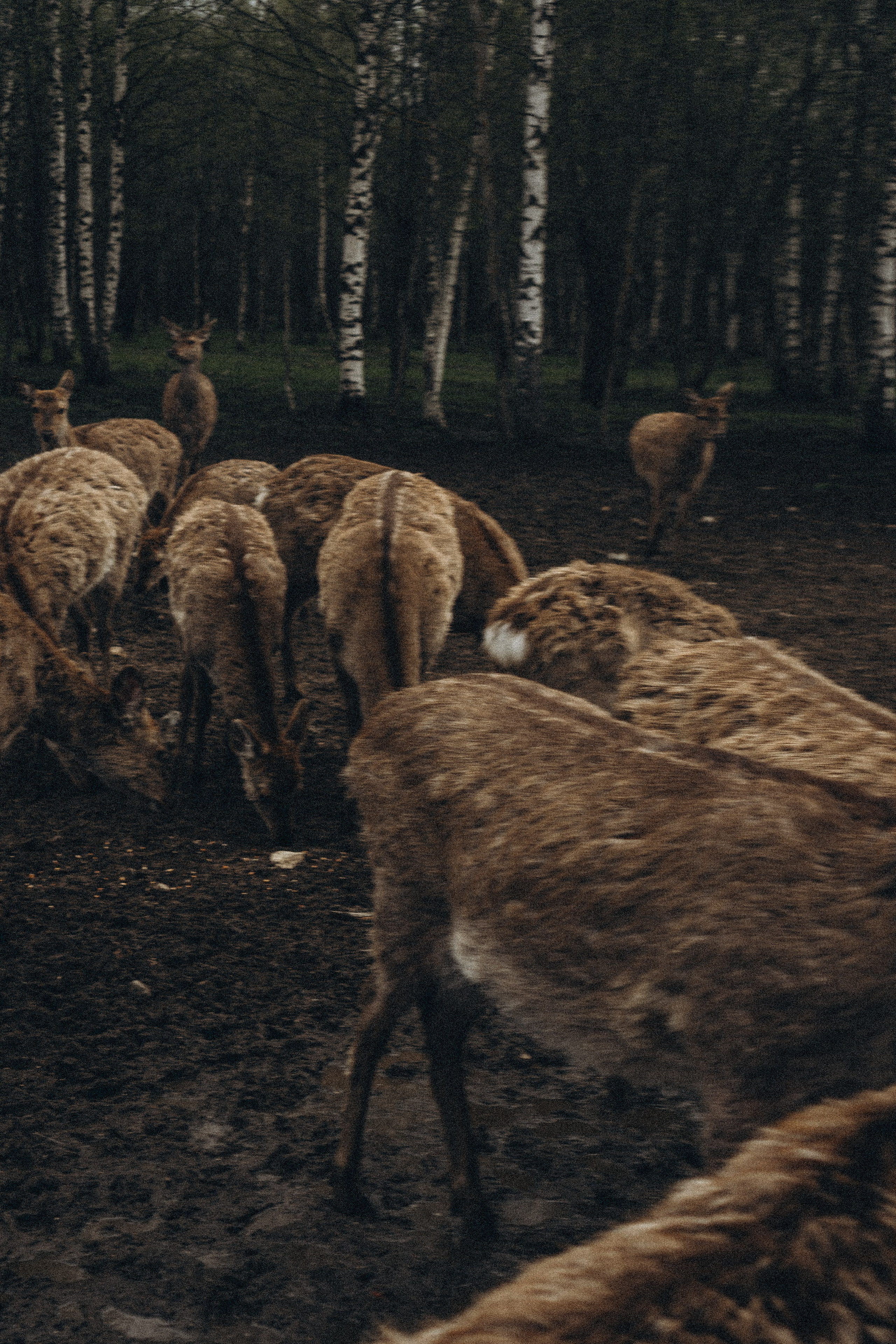 ОЛЕНЬЯ ФЕРМА В ТВЕРИ. Профессиональный фотограф, Санкт-Петербург — Виктория Богомолова