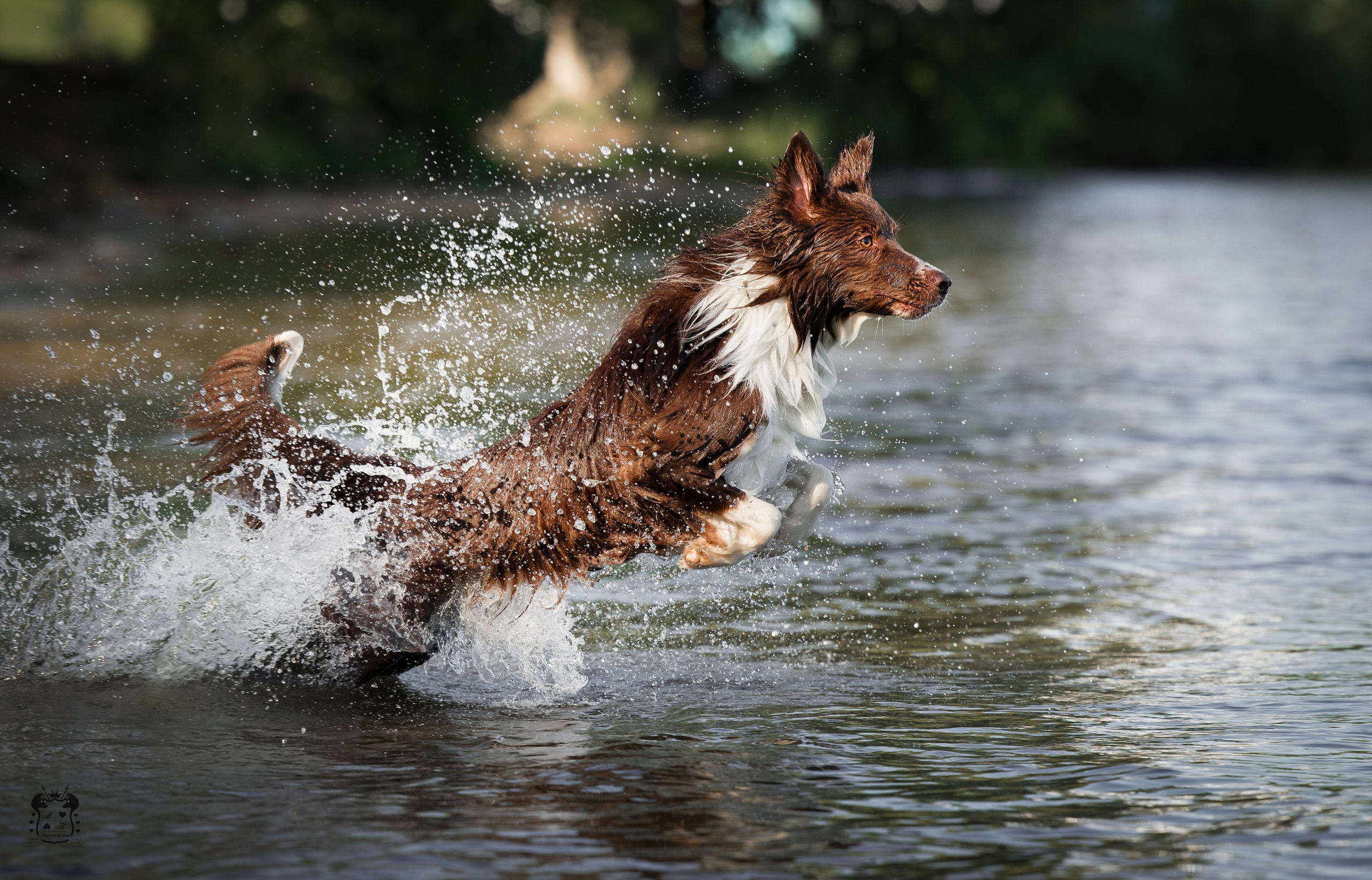 Фотограф-анималист в Екатеринбурге Марина Шишкина