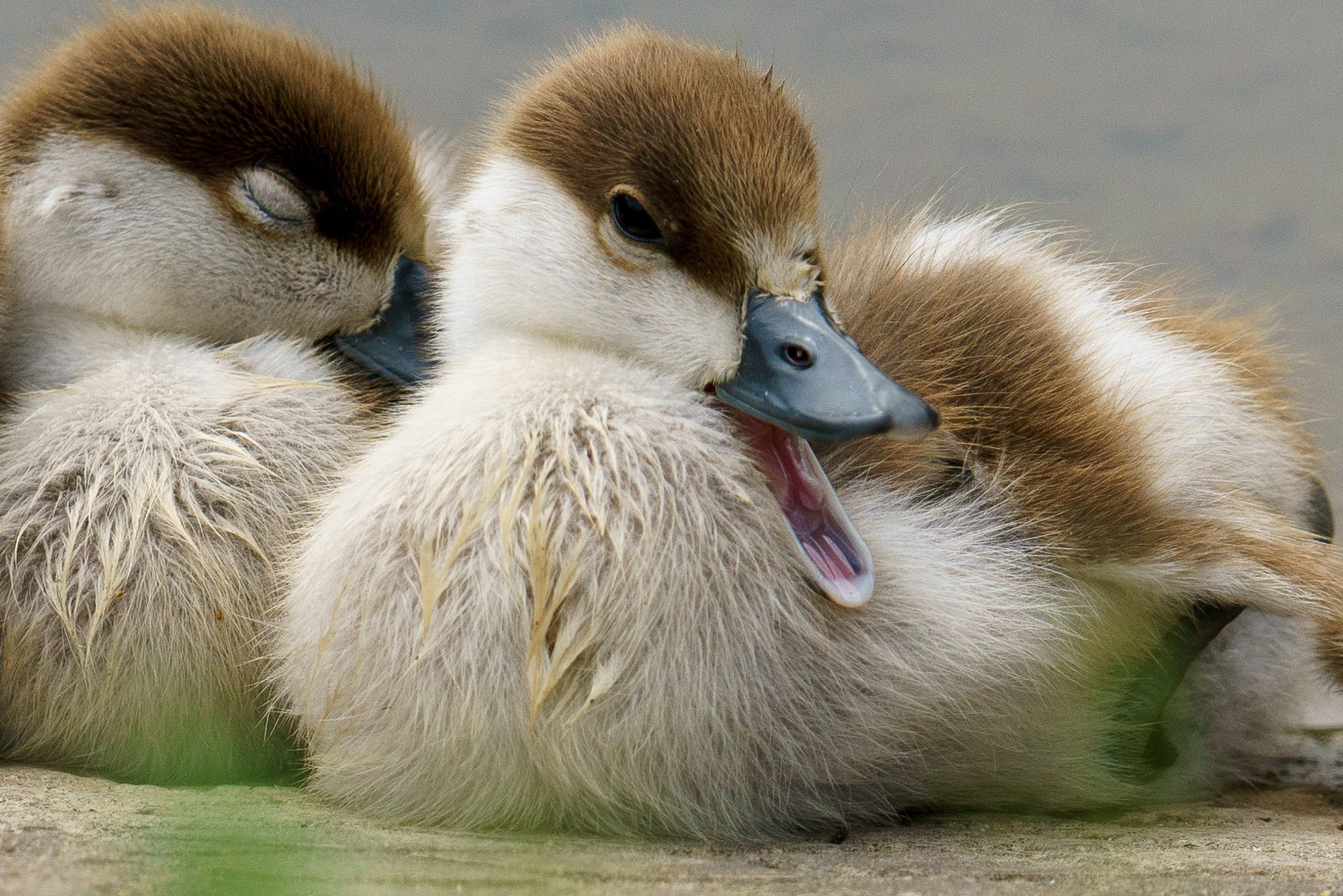 Удивительные мир птиц. Вокруг нас столько прекрасного — присмотритесь!. Ваш личный фотограф Марина Волкова