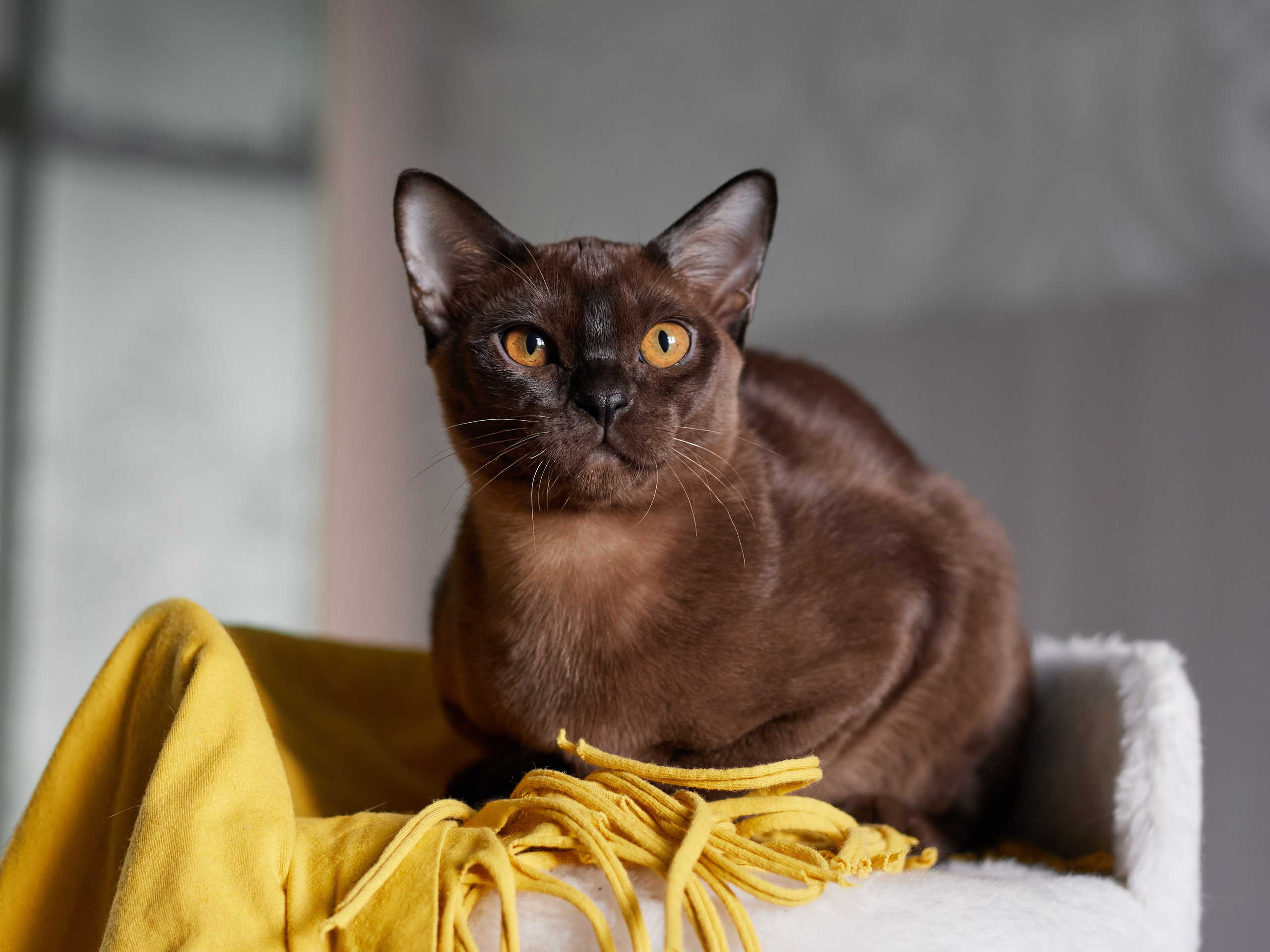 Jerry (Новый Уренгой). Питомник «Bouncy Life»