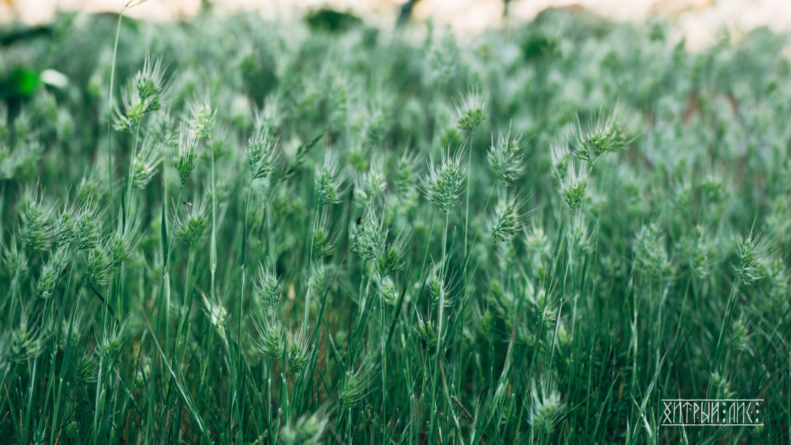 Кипр. Фотограф-путешественник Самойлов Максим «Sly Fox»