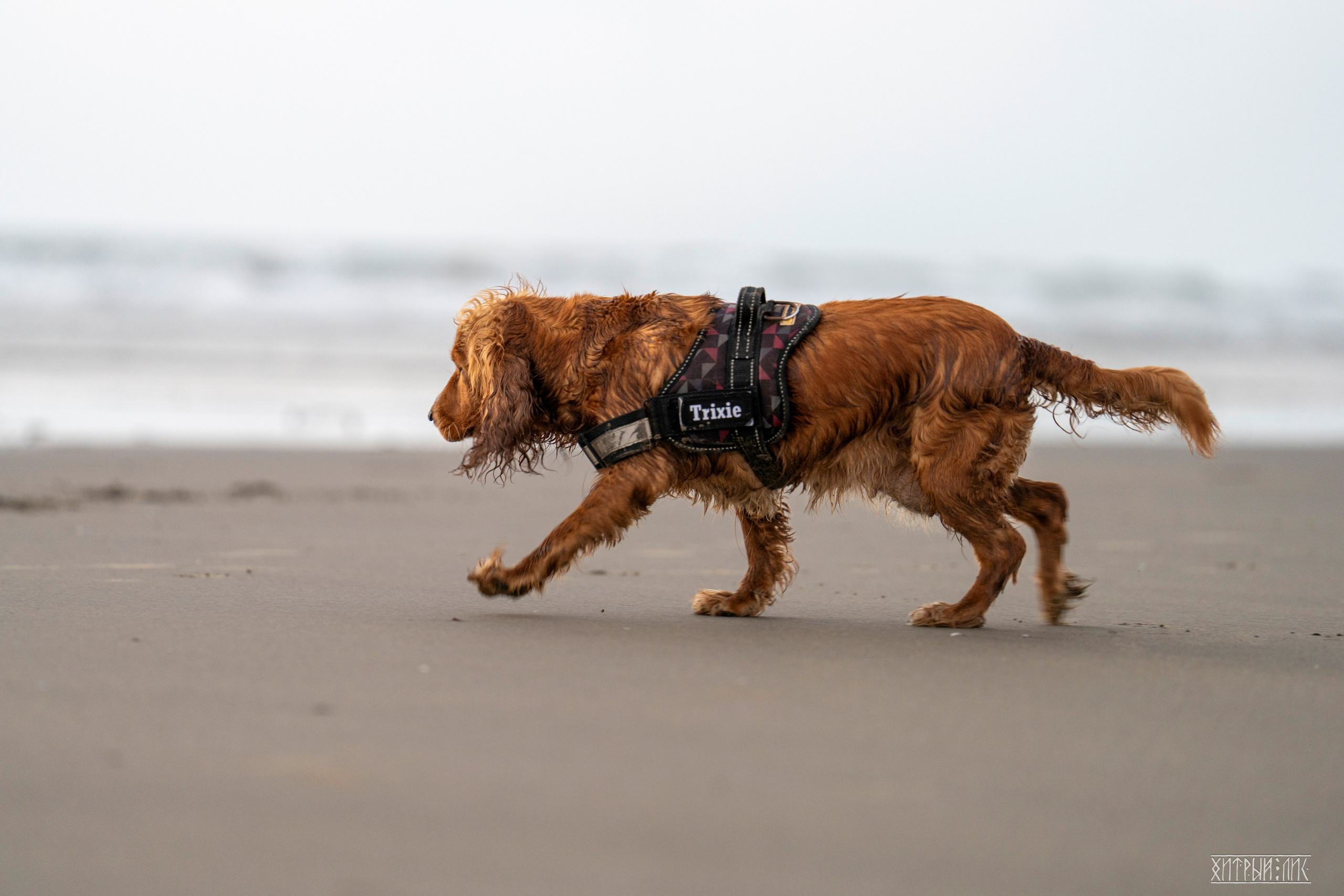 Гоа-Мумбаи. Фотограф-путешественник Самойлов Максим «Sly Fox»