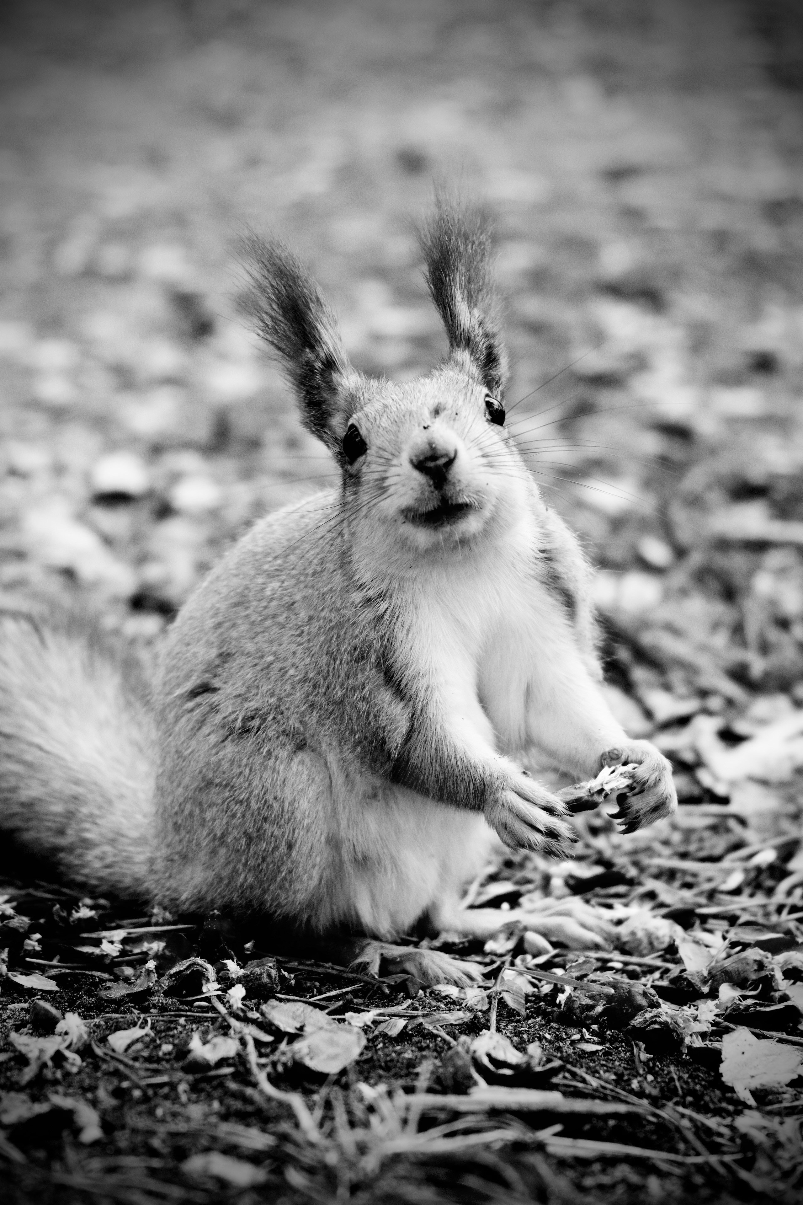 Зверята. Репортажный и семейный фотограф — Шелихов Сергей