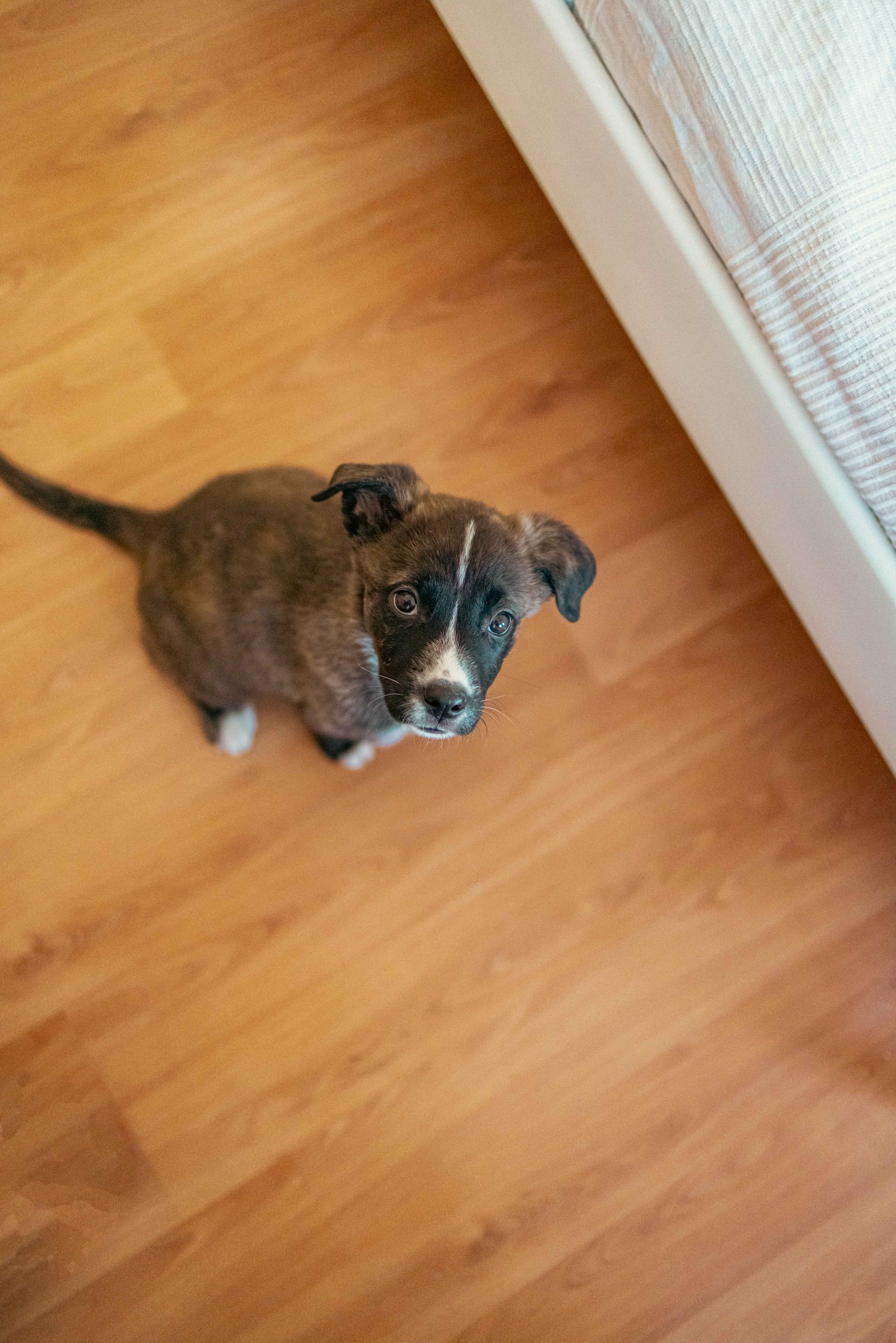 Гайка. Фотограф-анималист в Москве Лера Черноног