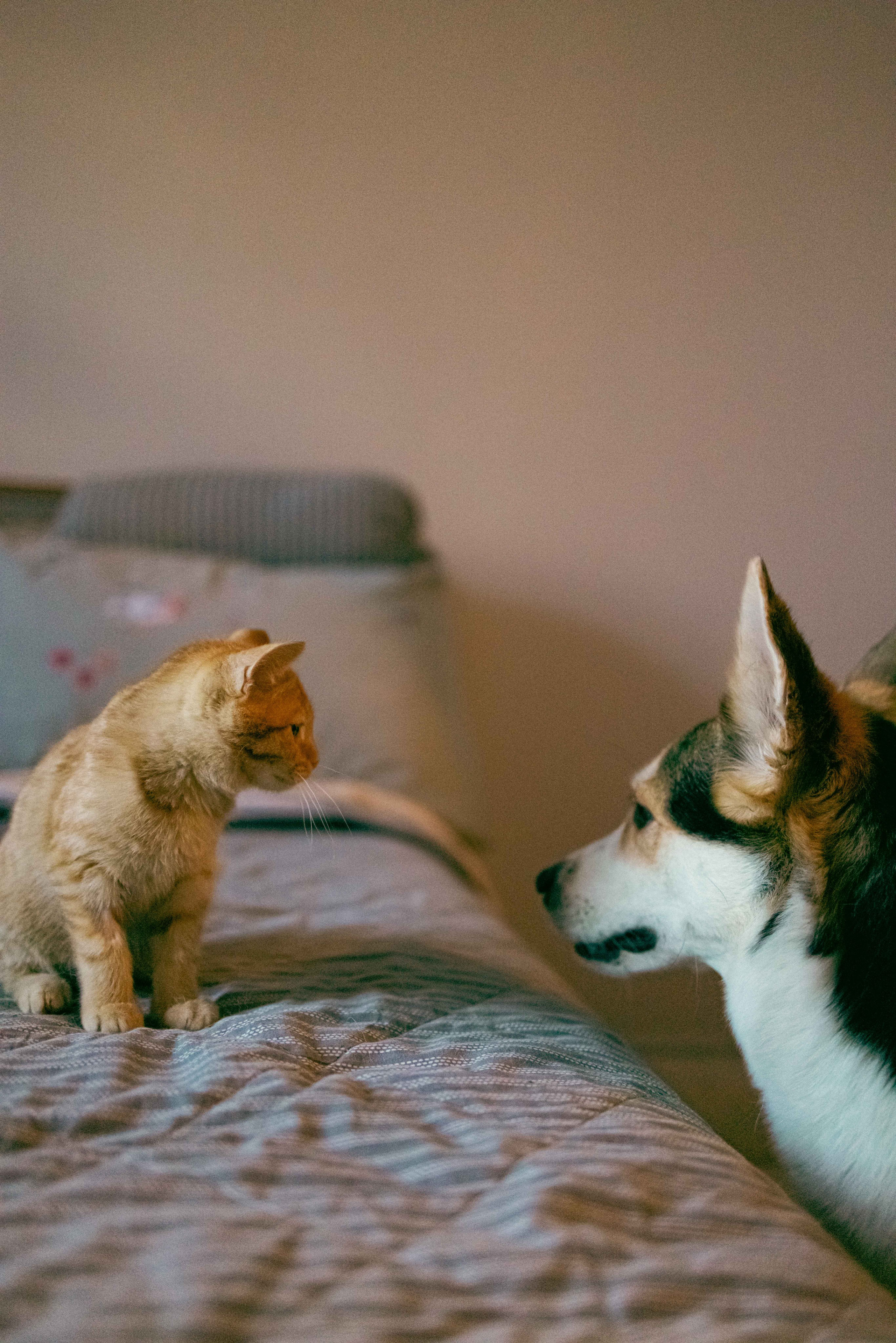 Кускус. Фотограф-анималист в Москве Лера Черноног