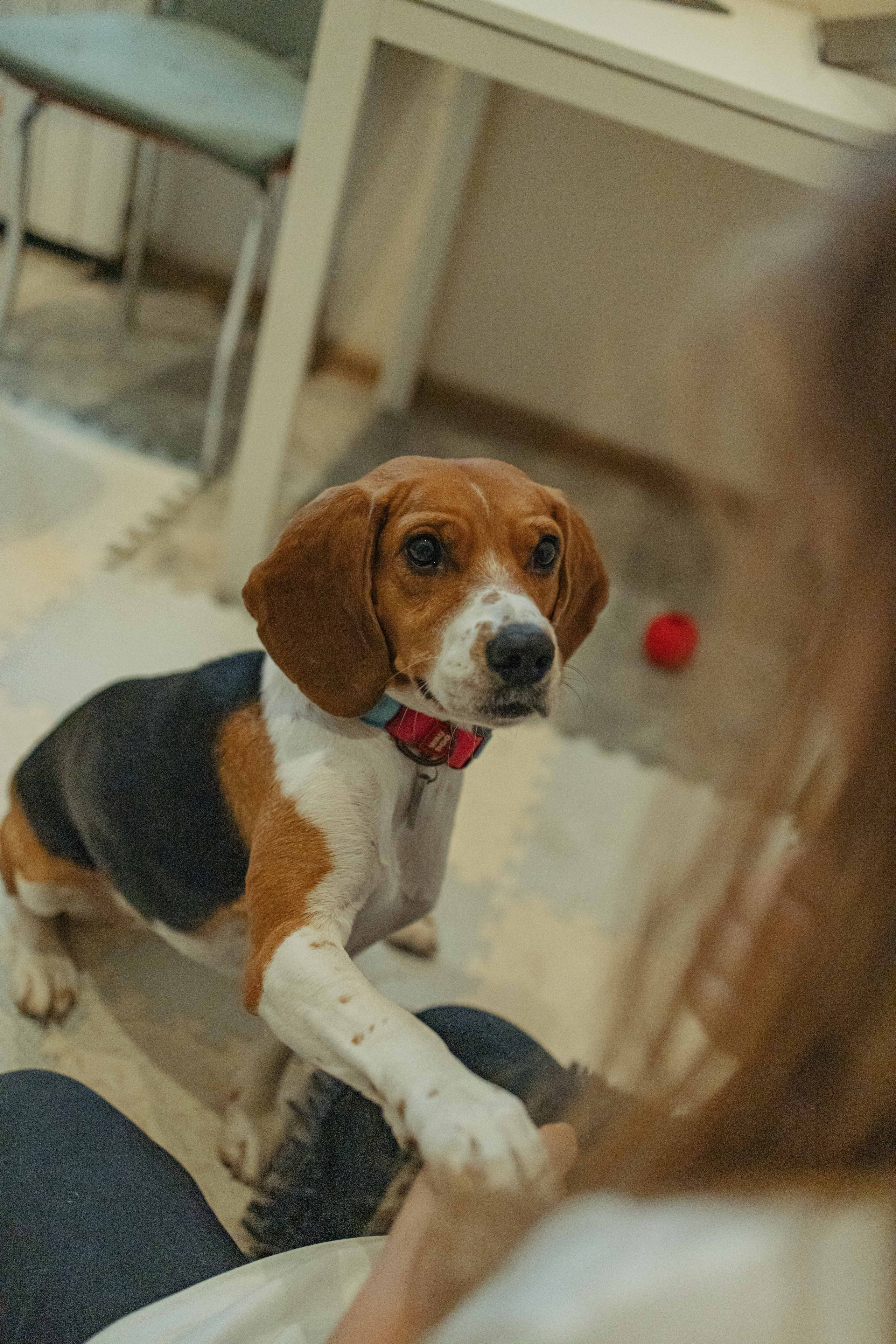 Света и Ива. Фотограф-анималист в Москве Лера Черноног