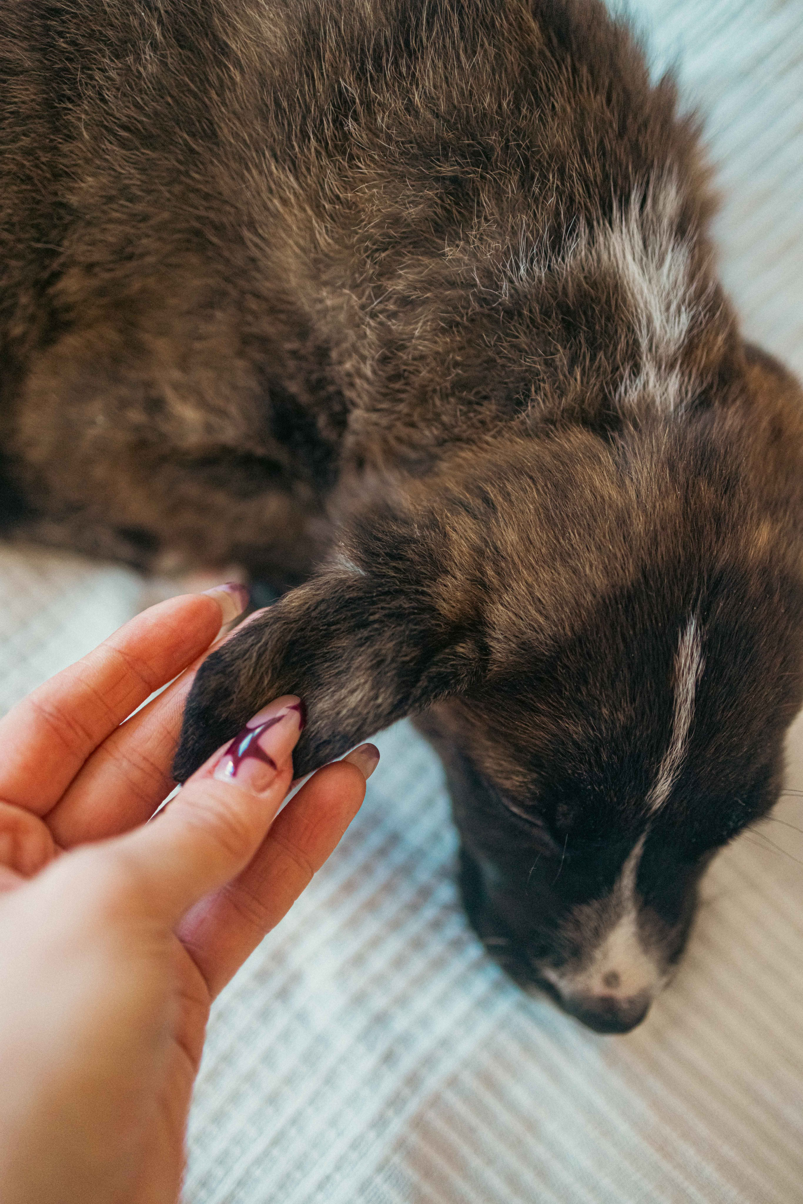 Гайка. Фотограф-анималист в Москве Лера Черноног