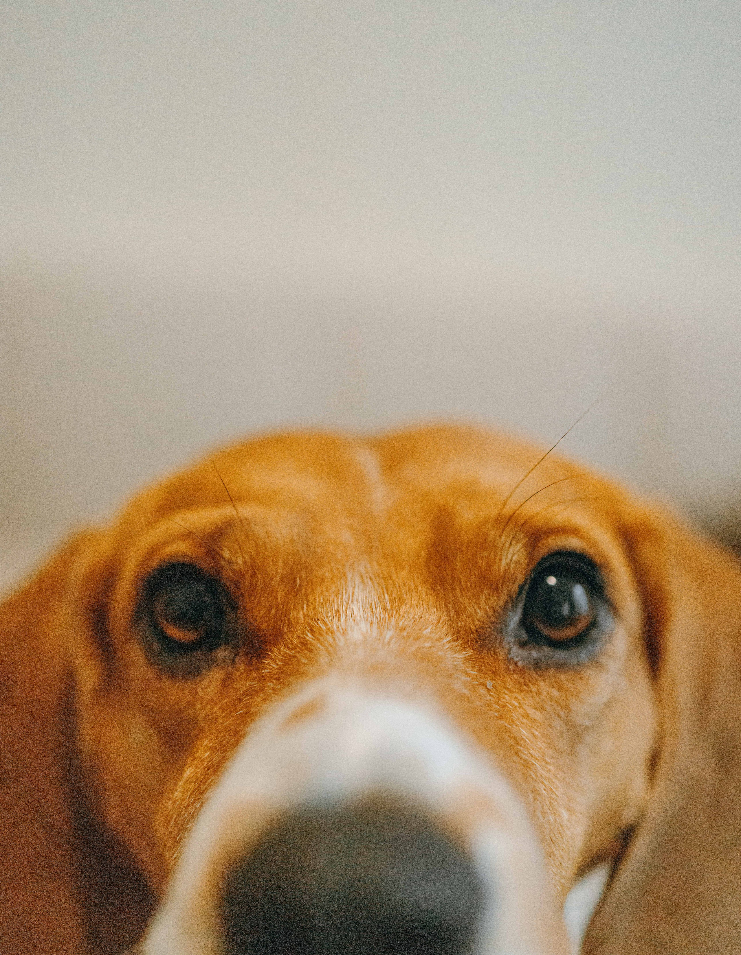 Света и Ива. Фотограф-анималист в Москве Лера Черноног