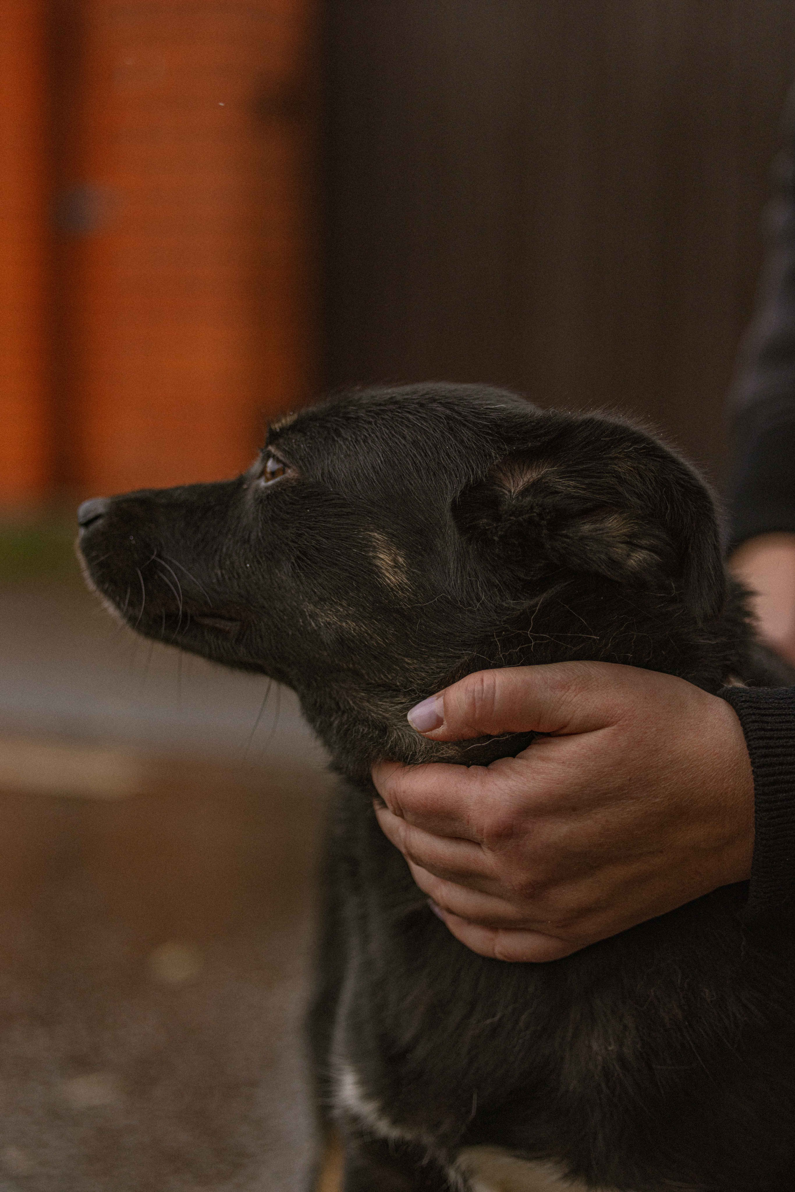 Передержка. Фотограф-анималист в Москве Лера Черноног