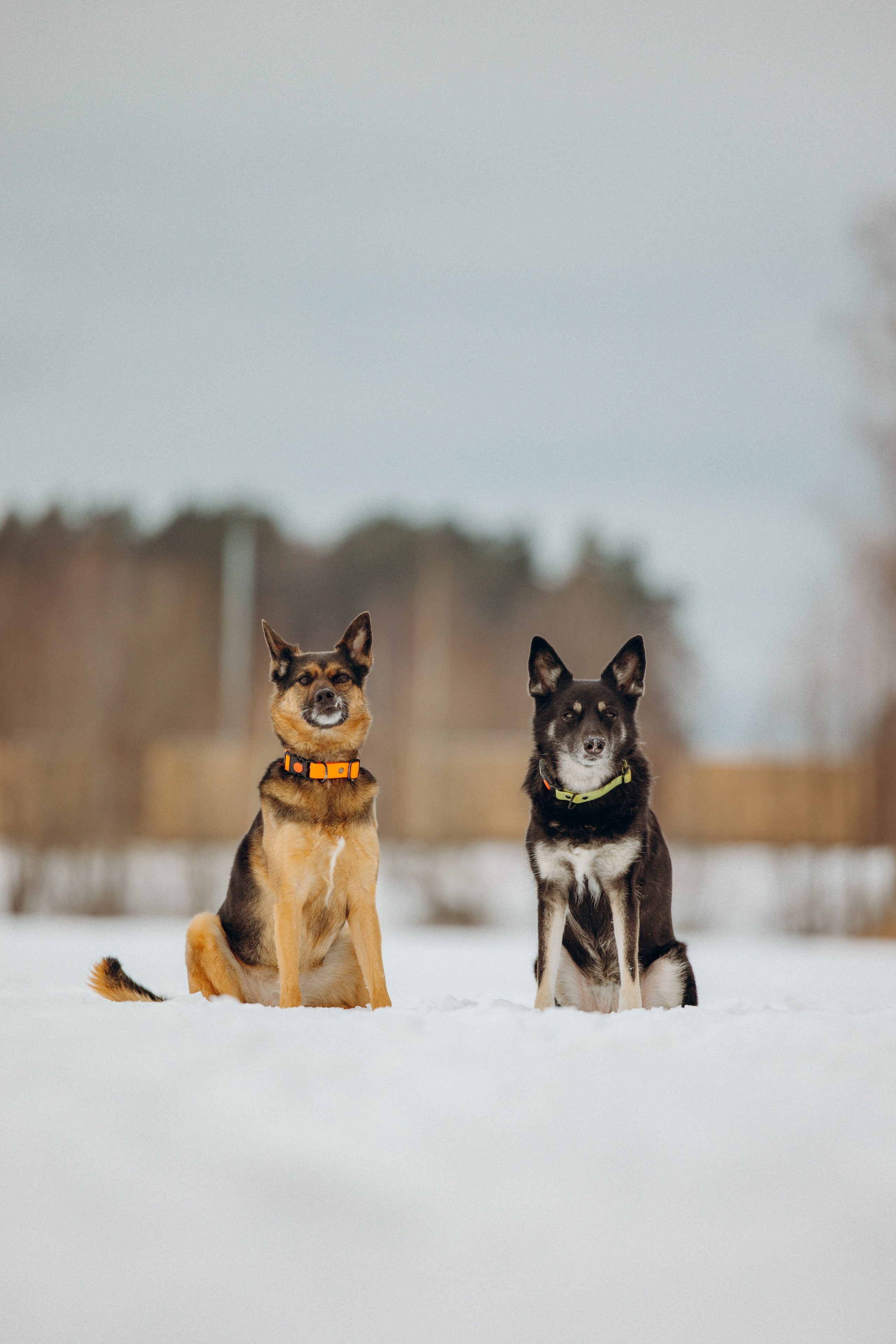 Ника, Матиша и Герда. Фотограф-анималист в Москве Лера Черноног
