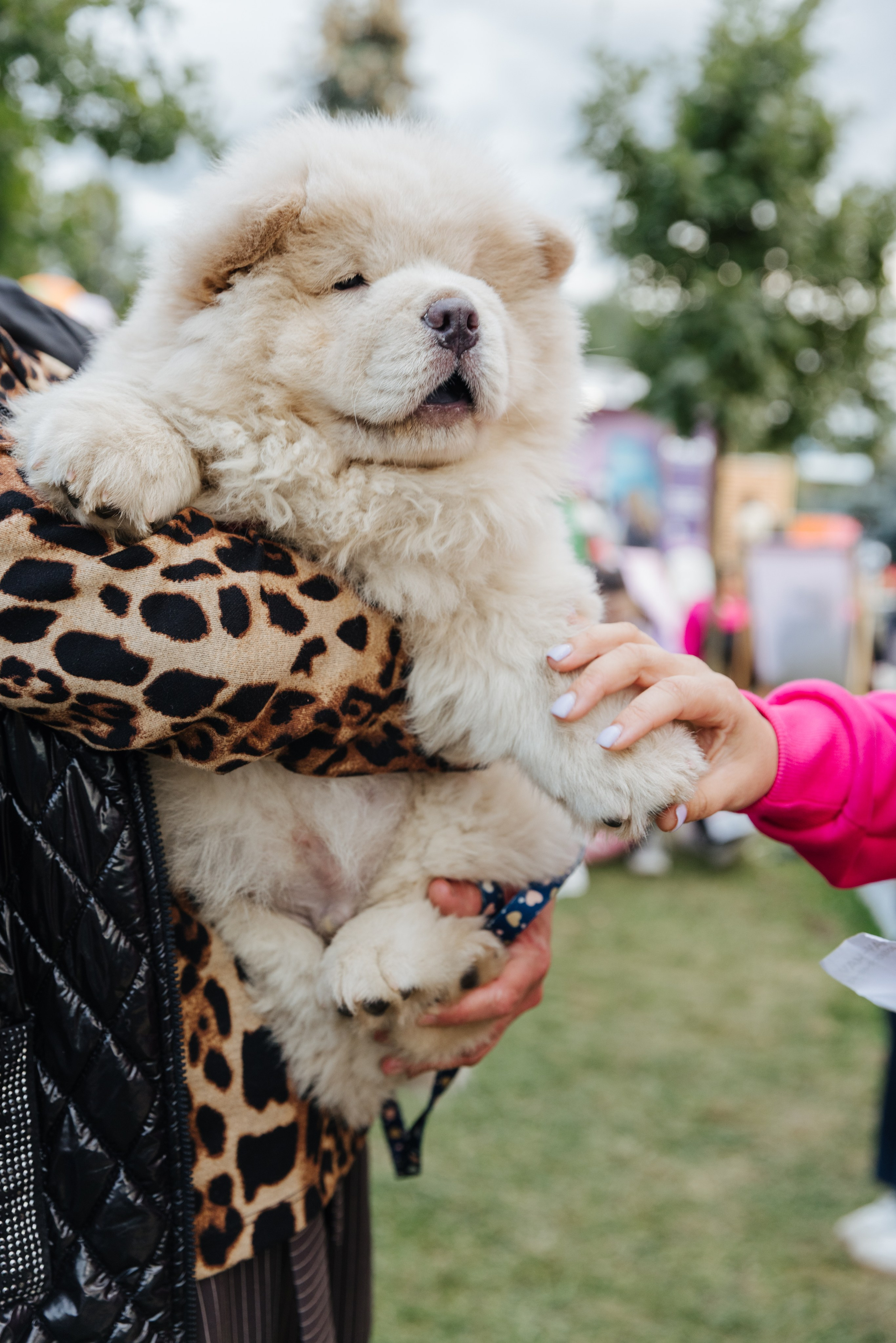 Хвостатый репортаж. Аксана Лисовская фотограф в Москве. Фотографии с характером