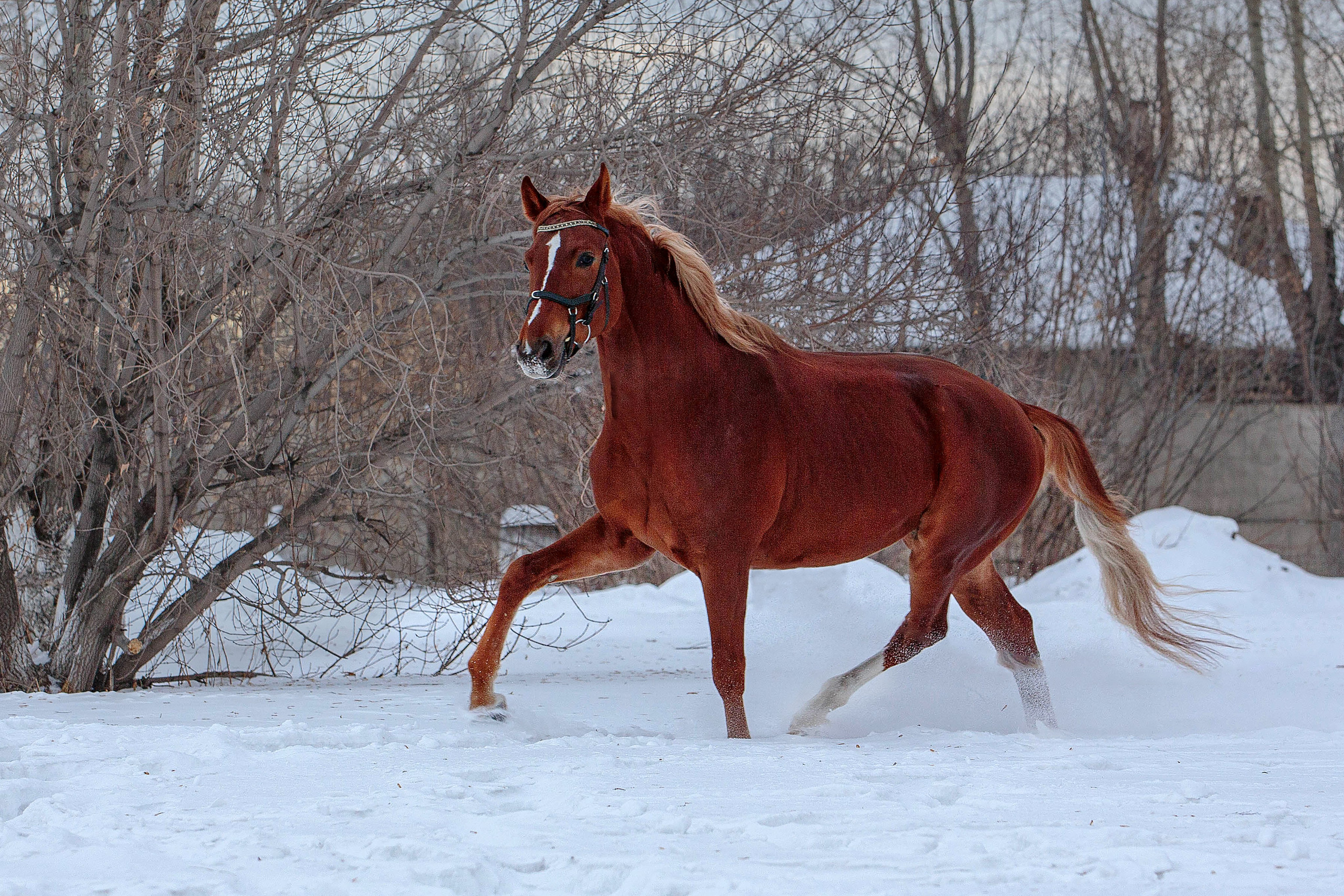 Лошади зимой. Конный фотограф в Красноярске — Любовь Похабова