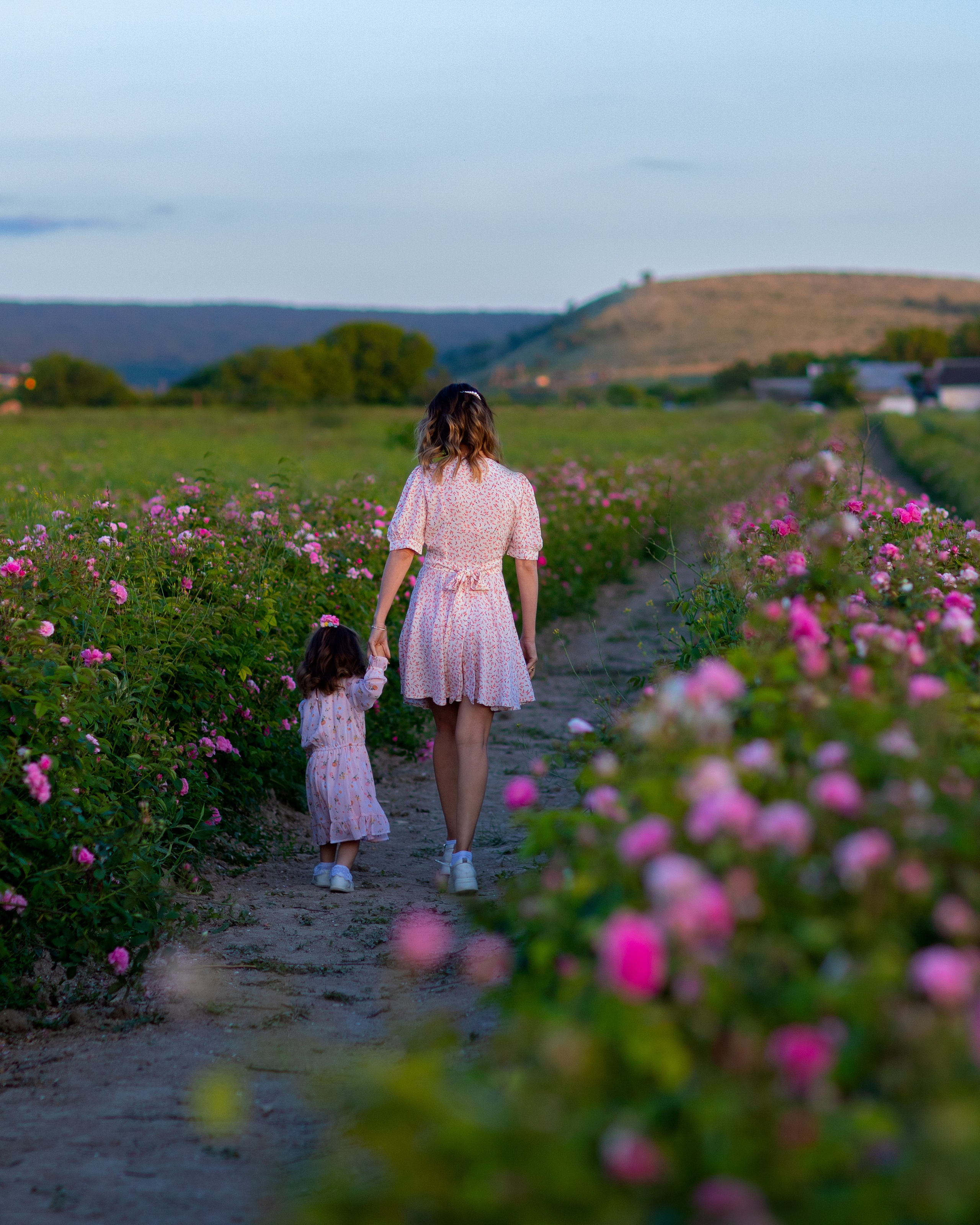 Чайная роза. Фотограф Севастополь/Крым Светлана Евтушенко