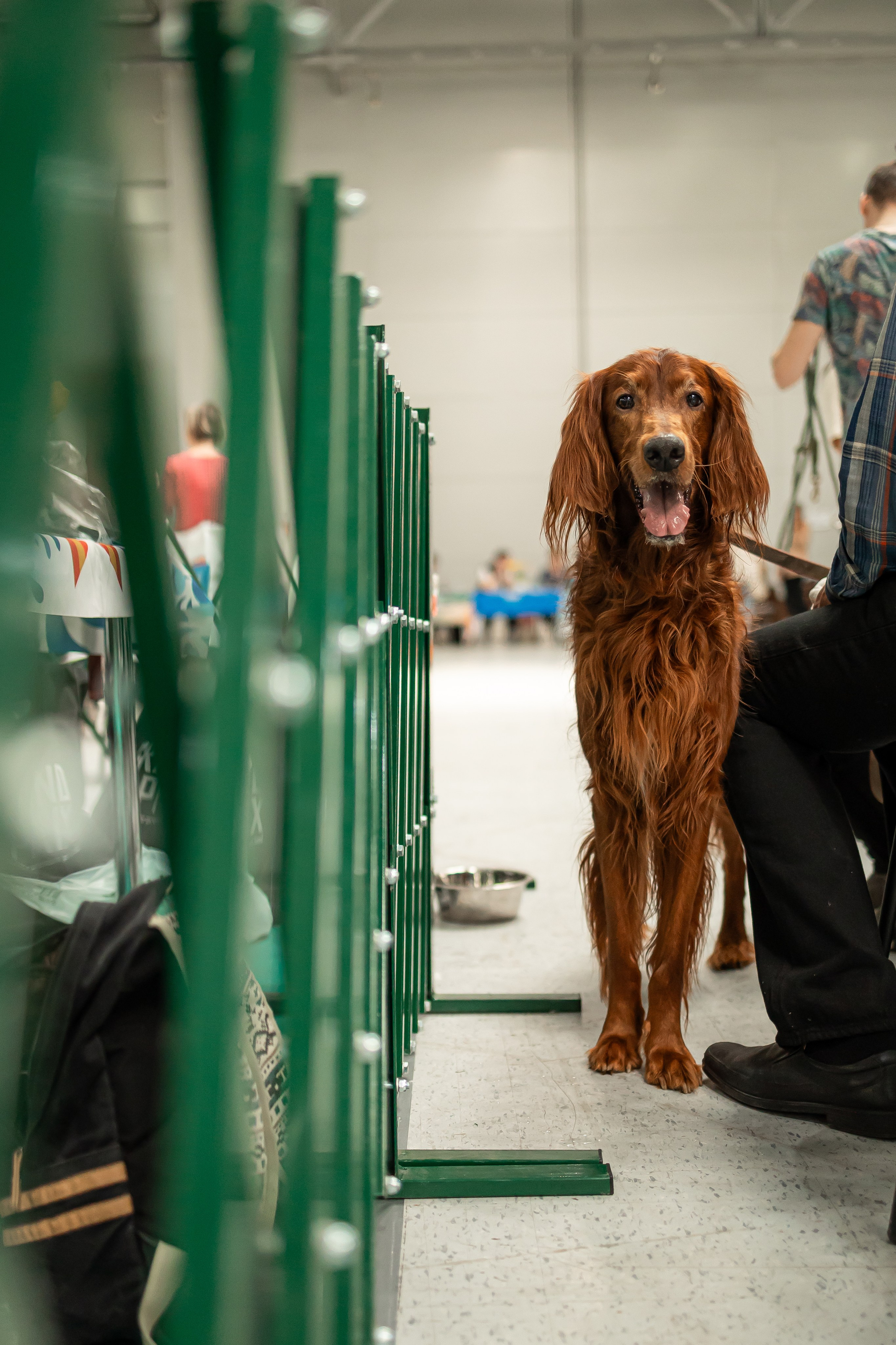 Выставка сеттеров 19.05.24