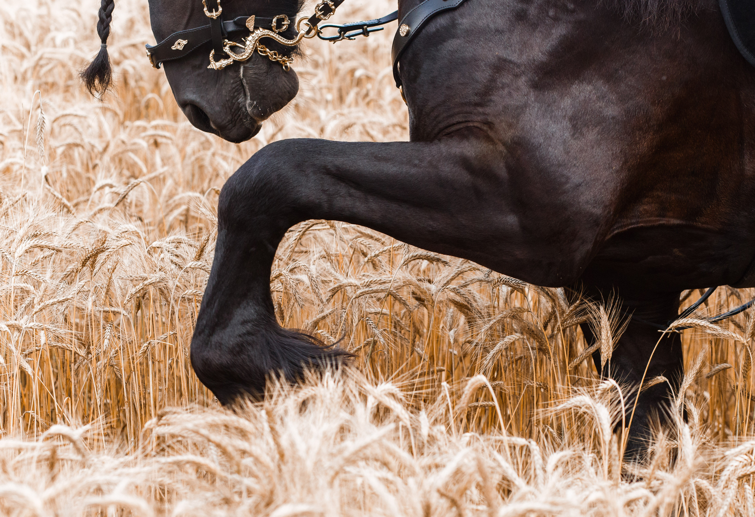 Индивидуальная съёмка. Свадебный и семейный фотограф в Несвиже Ксения Самойлик