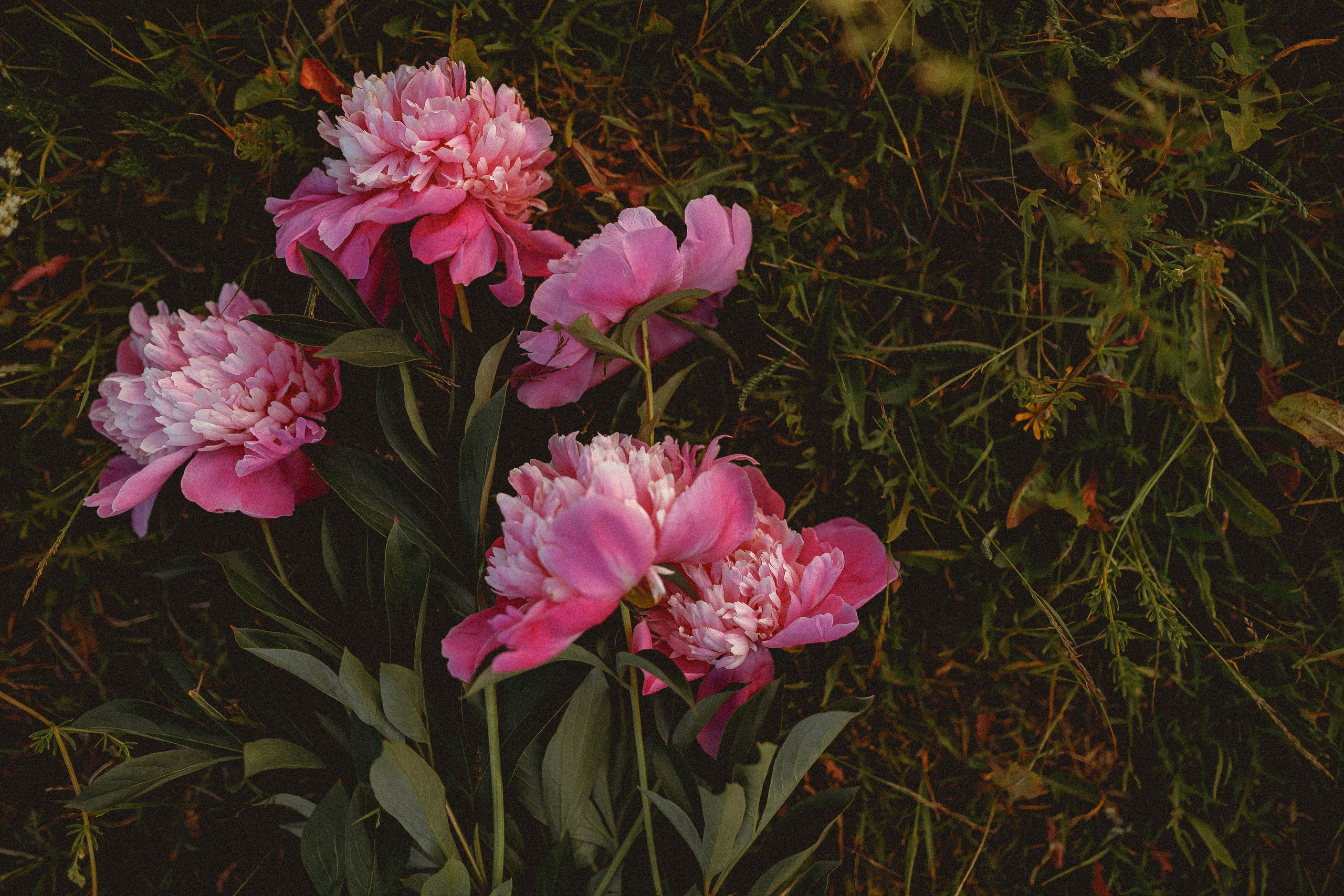 Мария. Лето. Поле. Фотограф в Москве Базанова Дарья