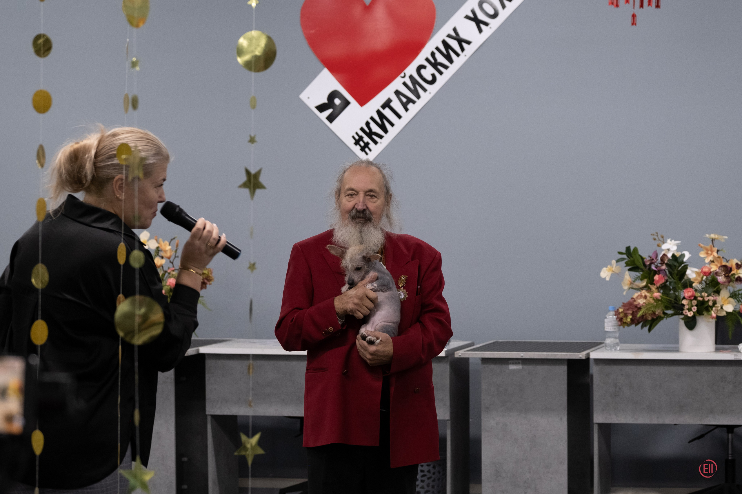 Праздник породы «Яркий мир китайских хохлатых собак». Питомник китайских хохлатых собак Poale Ell: купить щенка