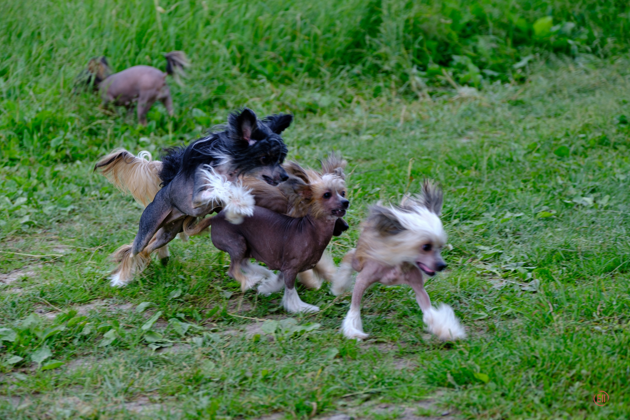 Вороново. Питомник китайских хохлатых собак Poale Ell: купить щенка