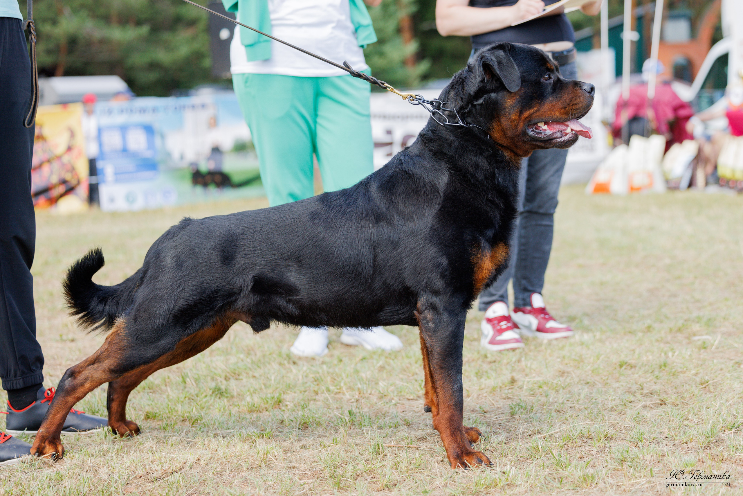 ПК и КЧК ротвейлеры Тверь 6-7.07.2024. Фотограф-анималист Юлия Германика