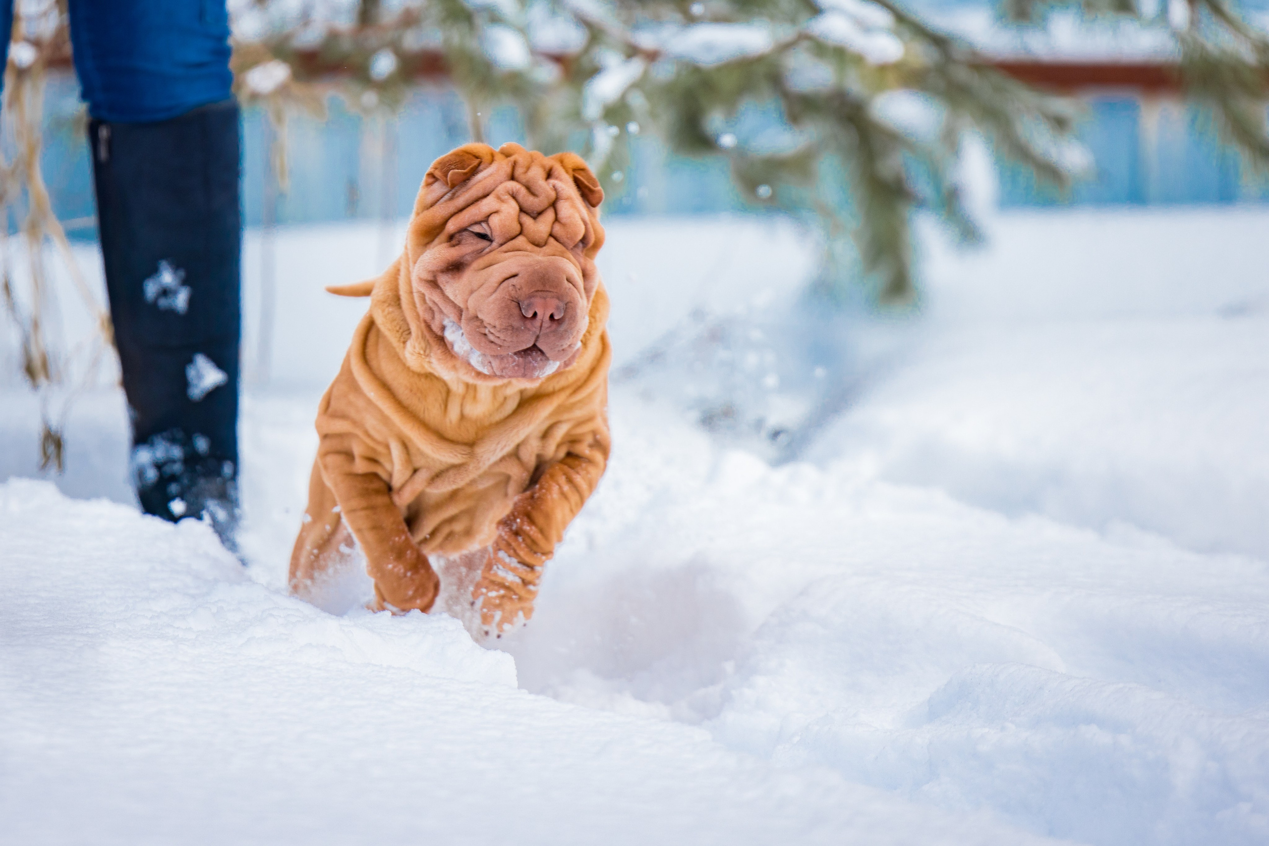 В гостях у шарпеев 16.01.2024. Фотограф-анималист Юлия Германика