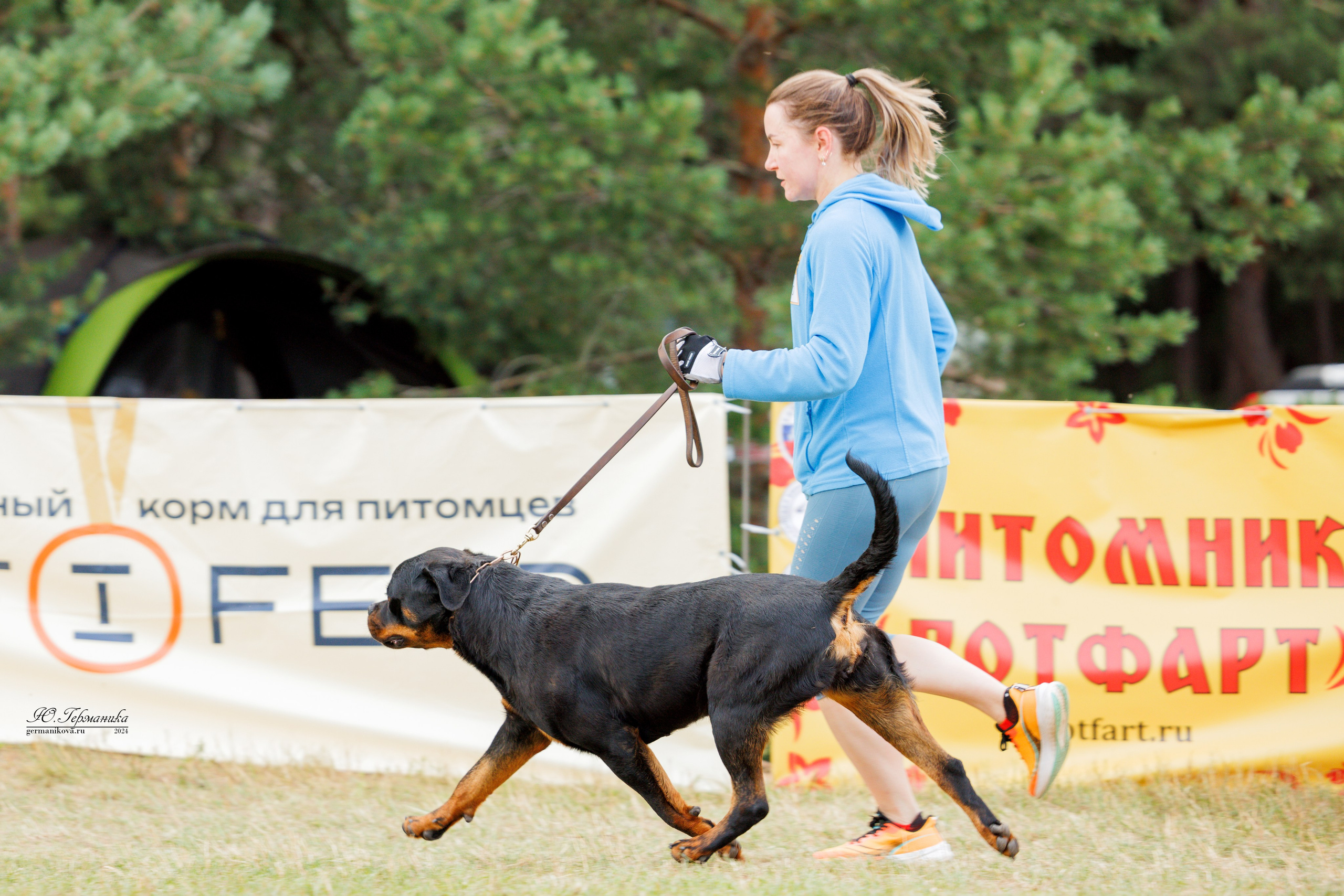 ПК и КЧК ротвейлеры Тверь 6-7.07.2024. Фотограф-анималист Юлия Германика
