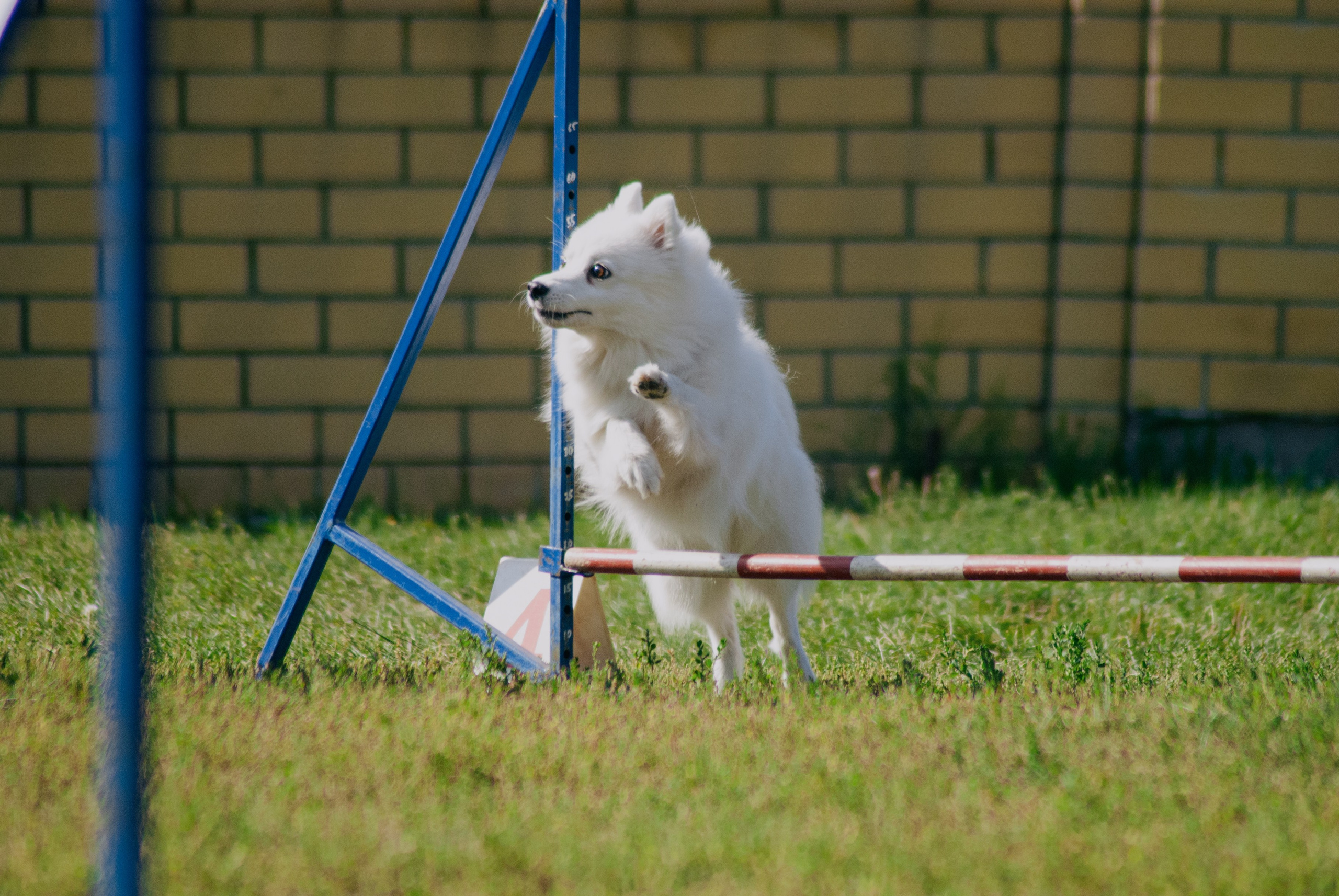 Аджилити. Фотограф в Тюмени Лизавета Сапицкая