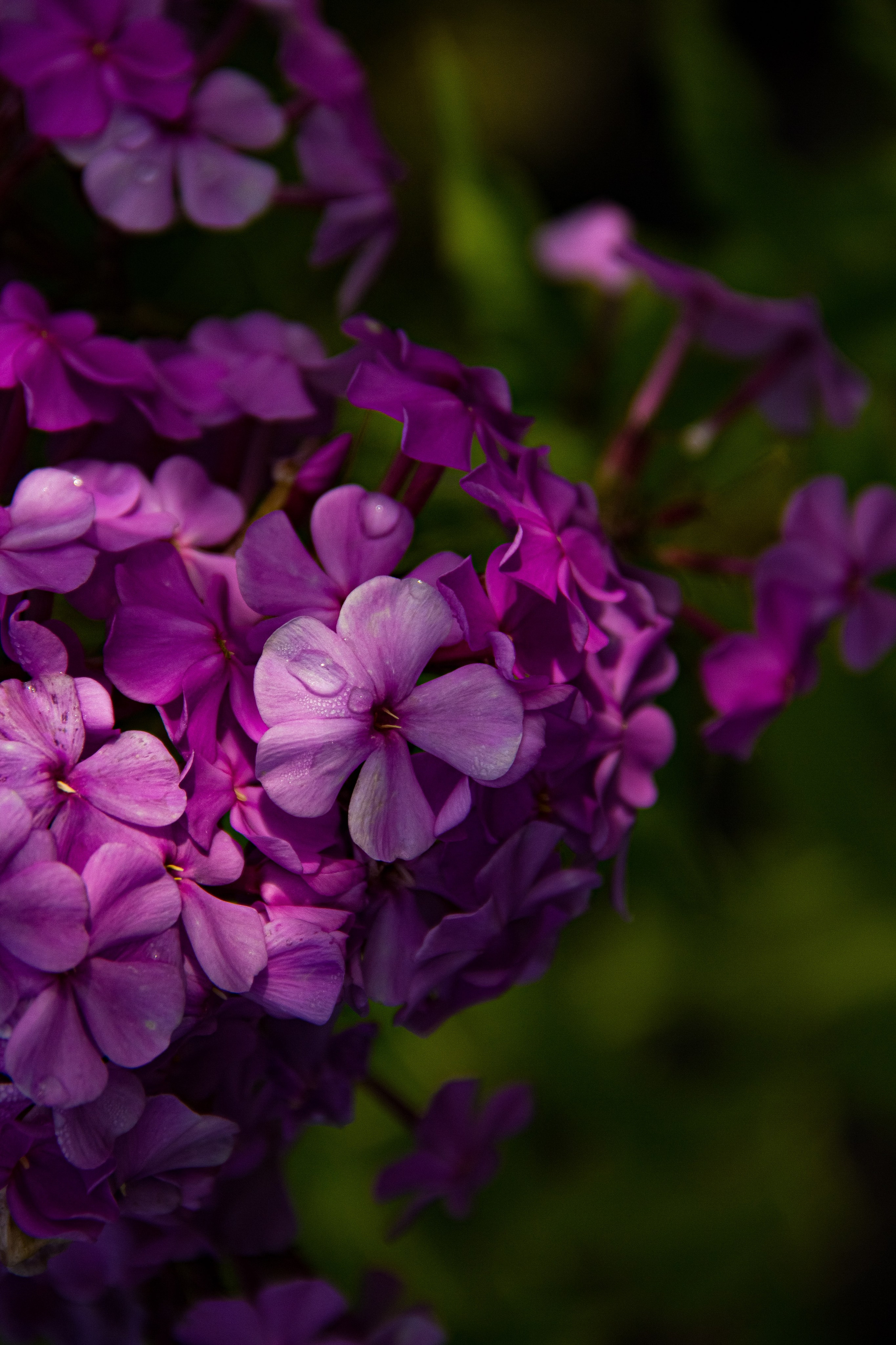 Subject: в саду. Фотограф в Перми Любовь Огородова | Авторские туры