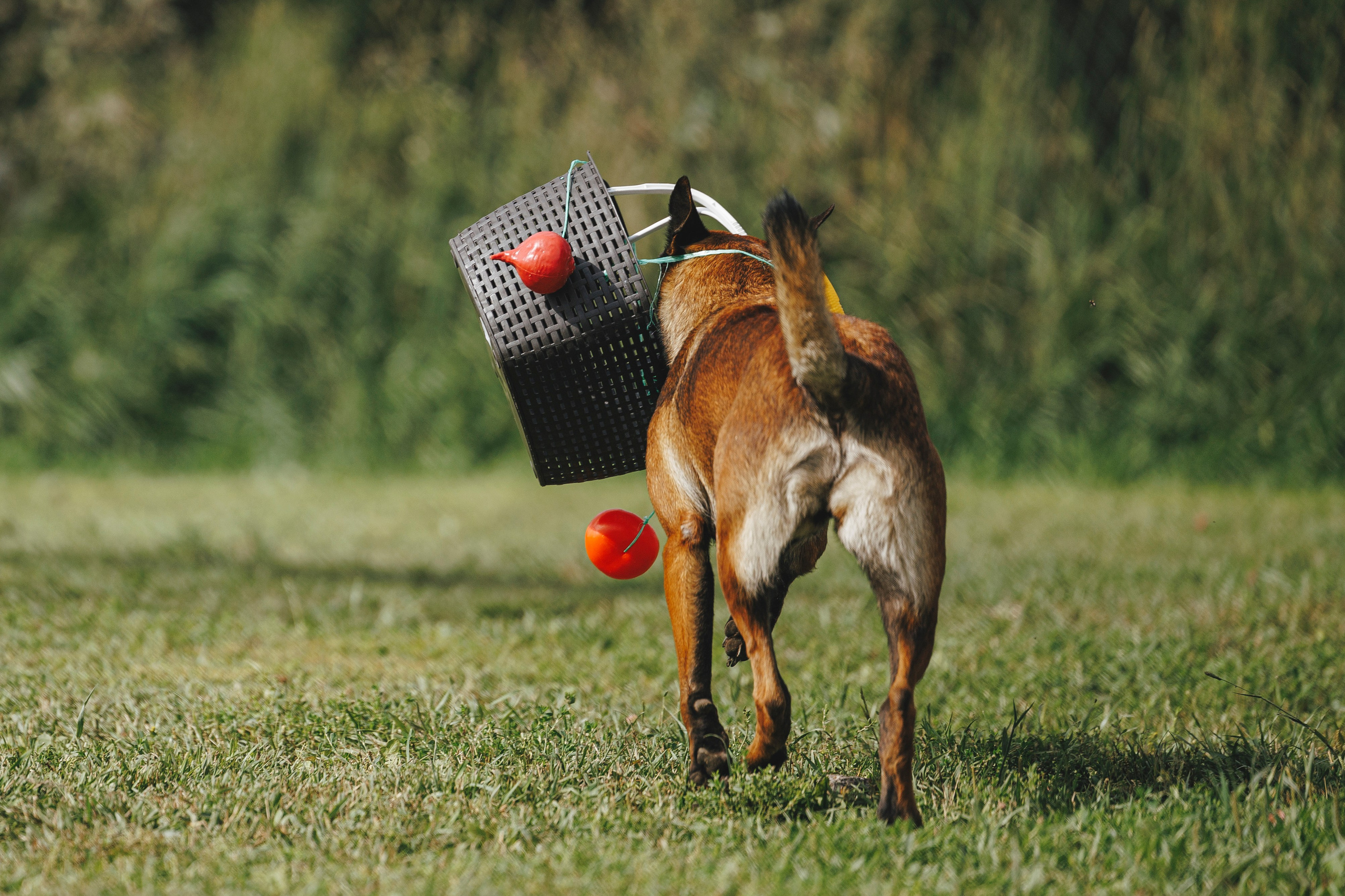 08.08.25-10.08.25 ЧР по мондьорингу г. Вологда. Фотограф-анималист Анна Маринич