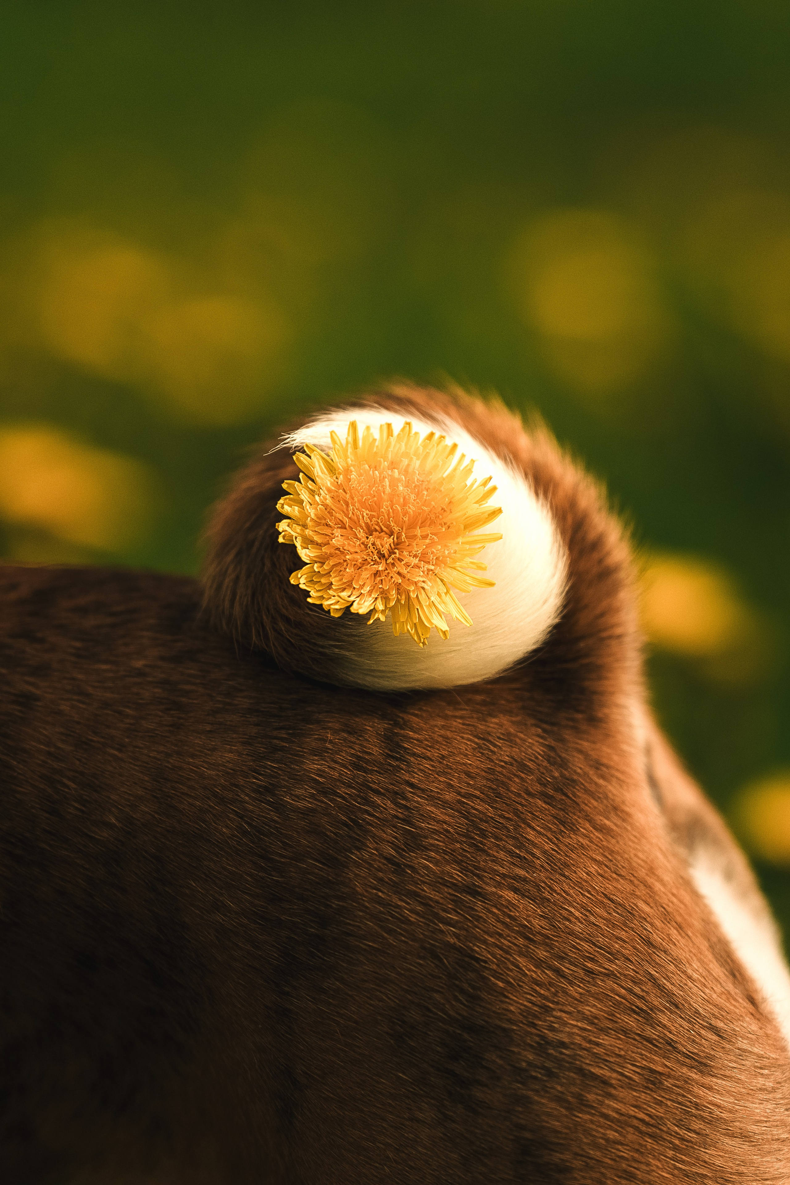 Фотосессия с бассенджи