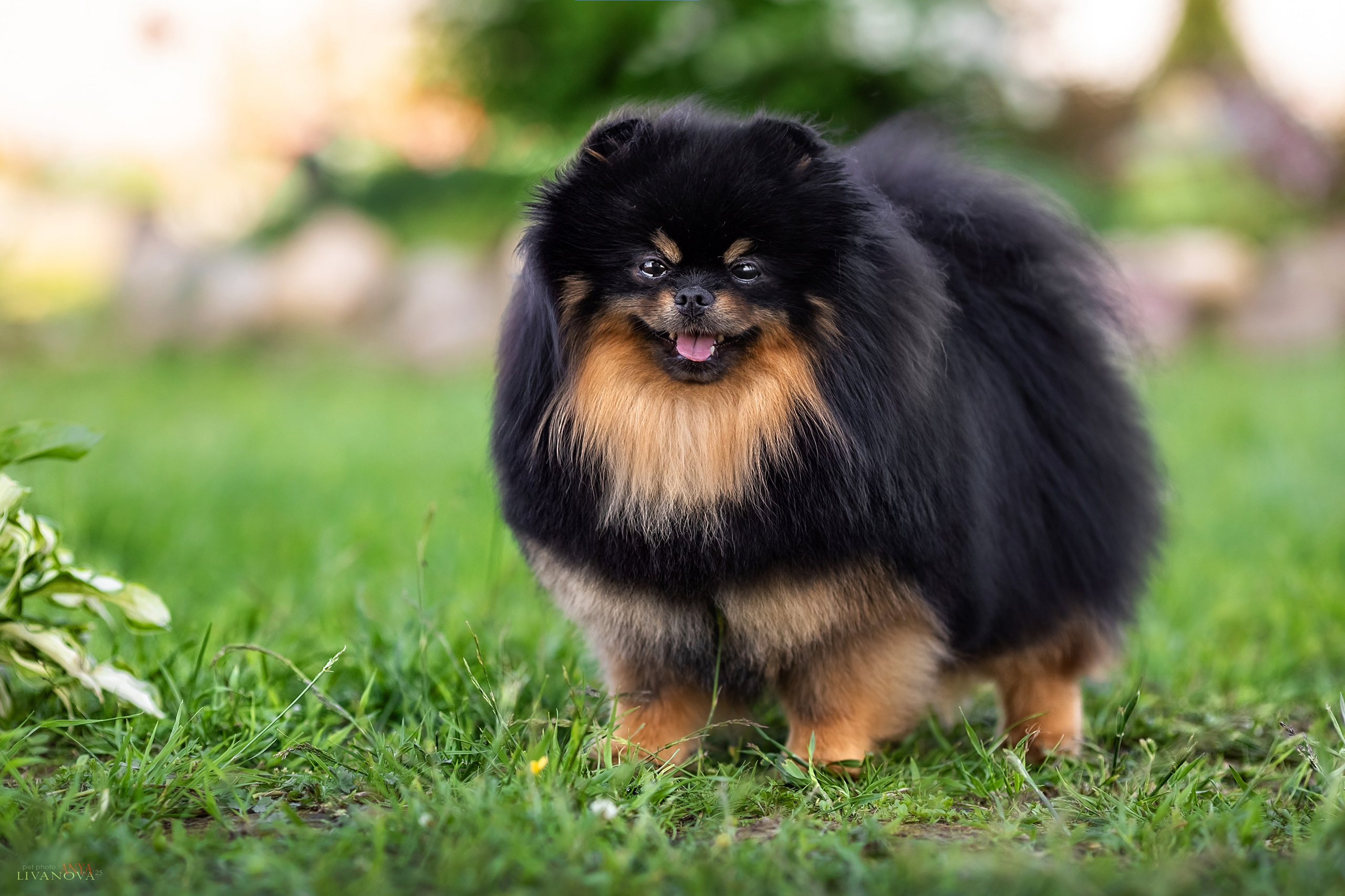 Шпицы. Фотограф анималист Аня Ливанова | Рыбинск