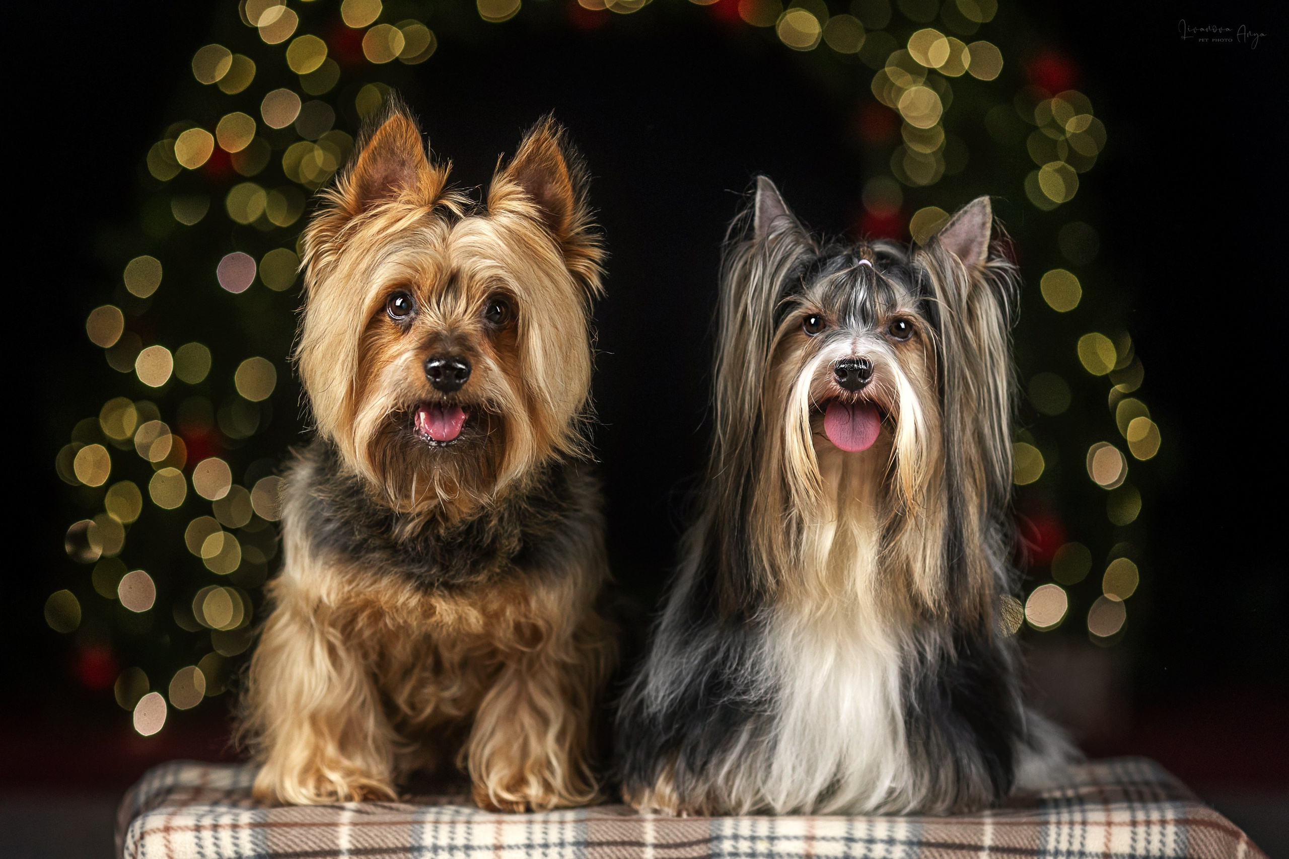 Фотодень_1 2025. Фотограф анималист Аня Ливанова | Рыбинск