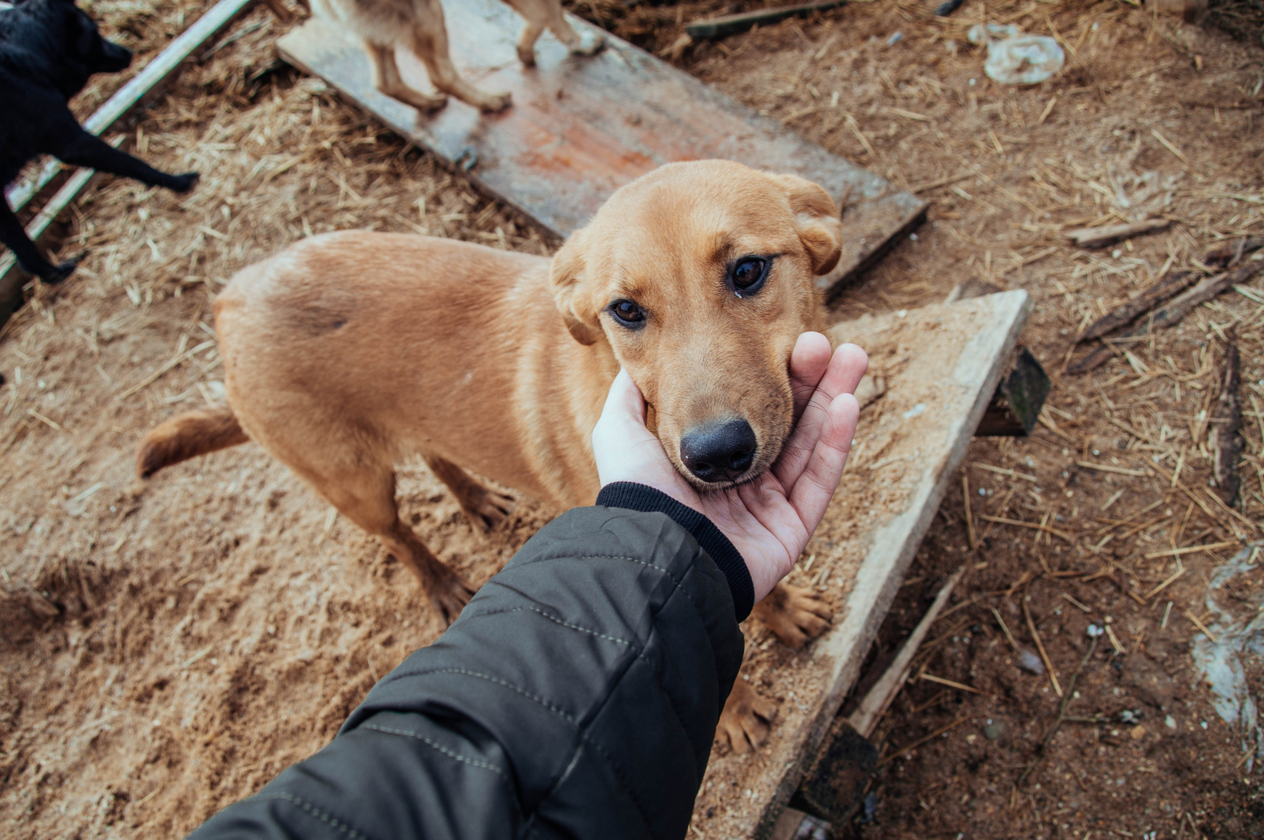 Приют «Дом Добра». Индивидуальный фотограф в Москве
