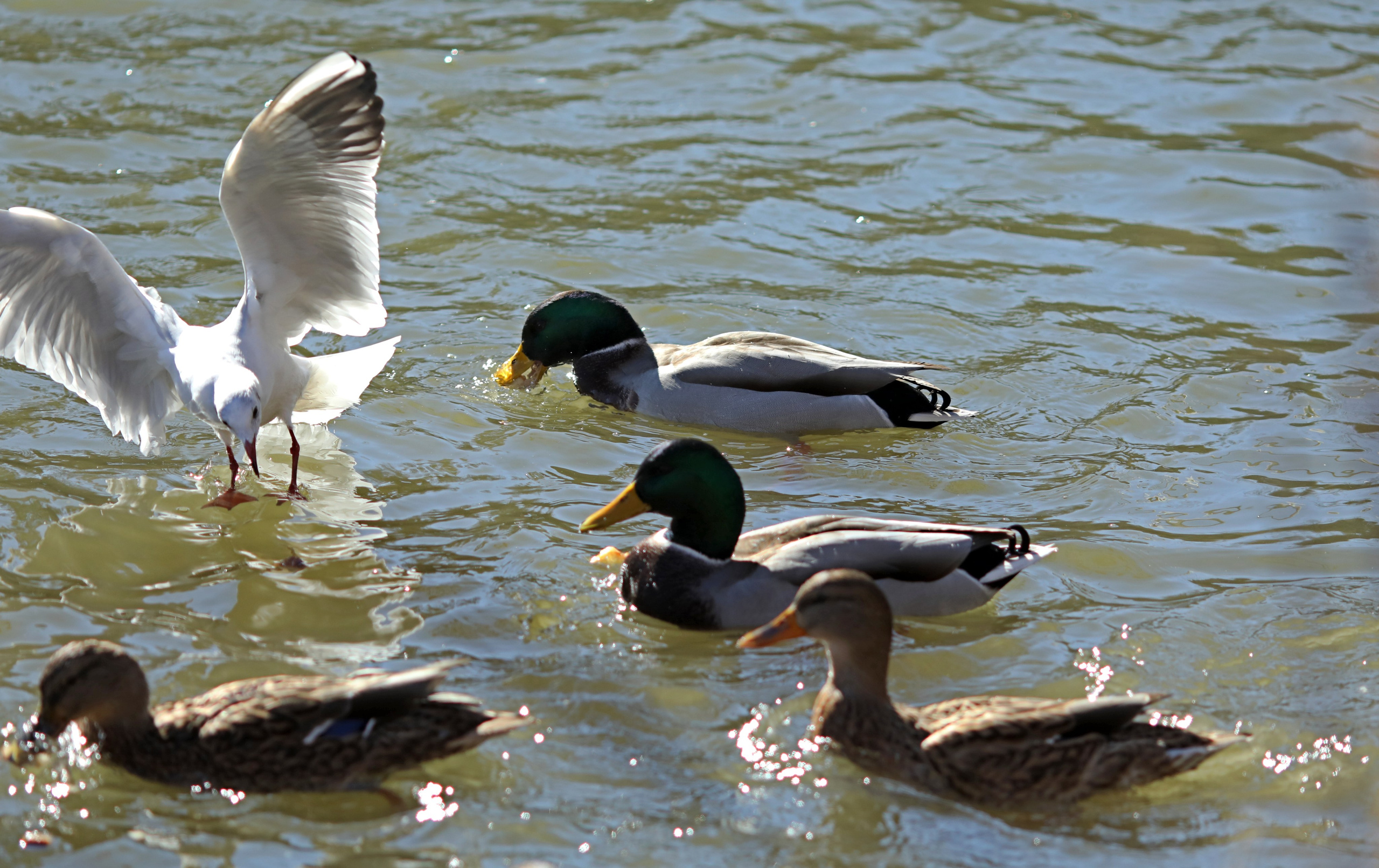 Птицы и животные южного региона. Фото-художник и Репортажный фотограф Николаев Александр Алексеевич
