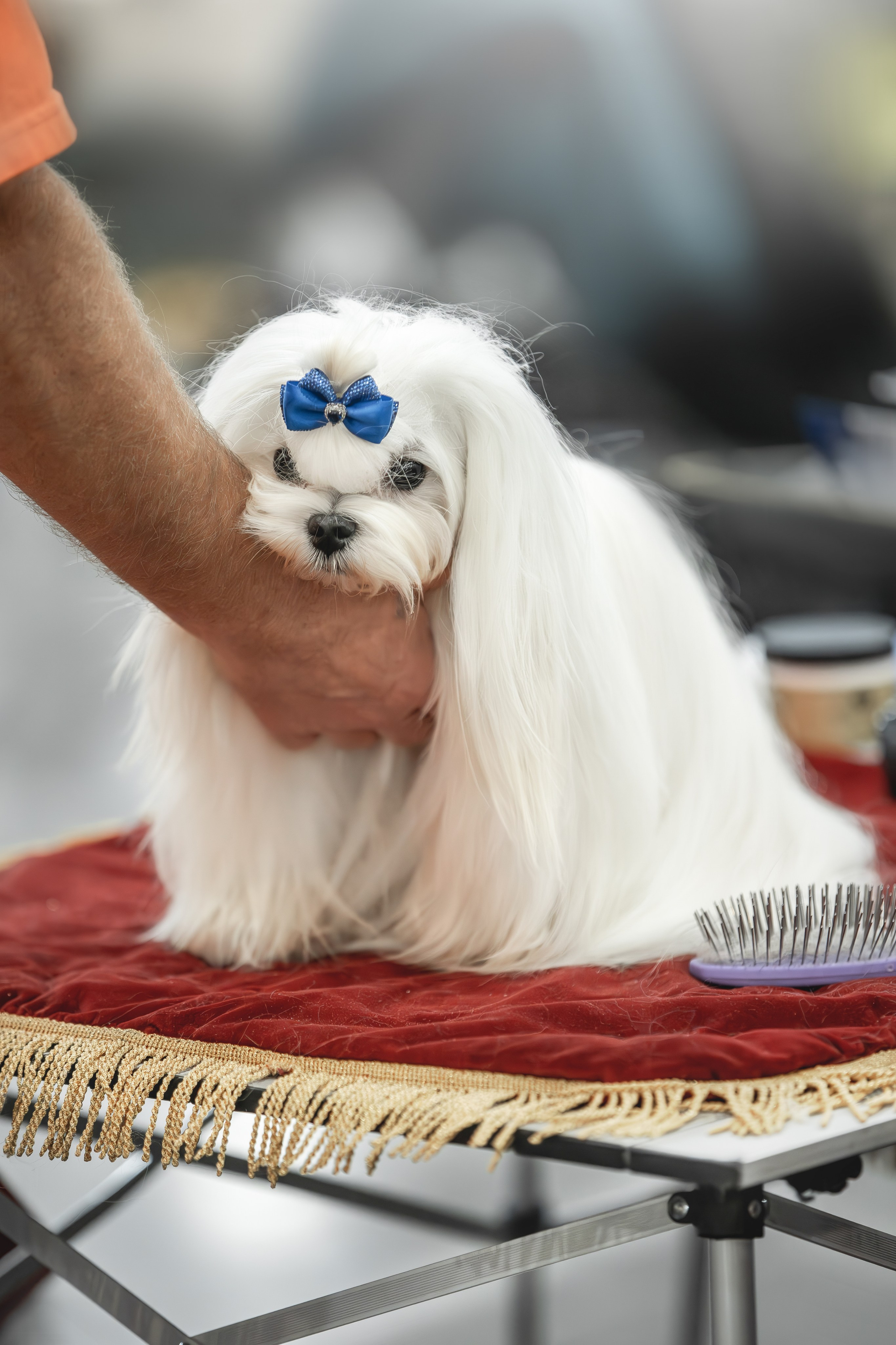 Выставки. Фотограф анималист в Москве Майорова Евгения