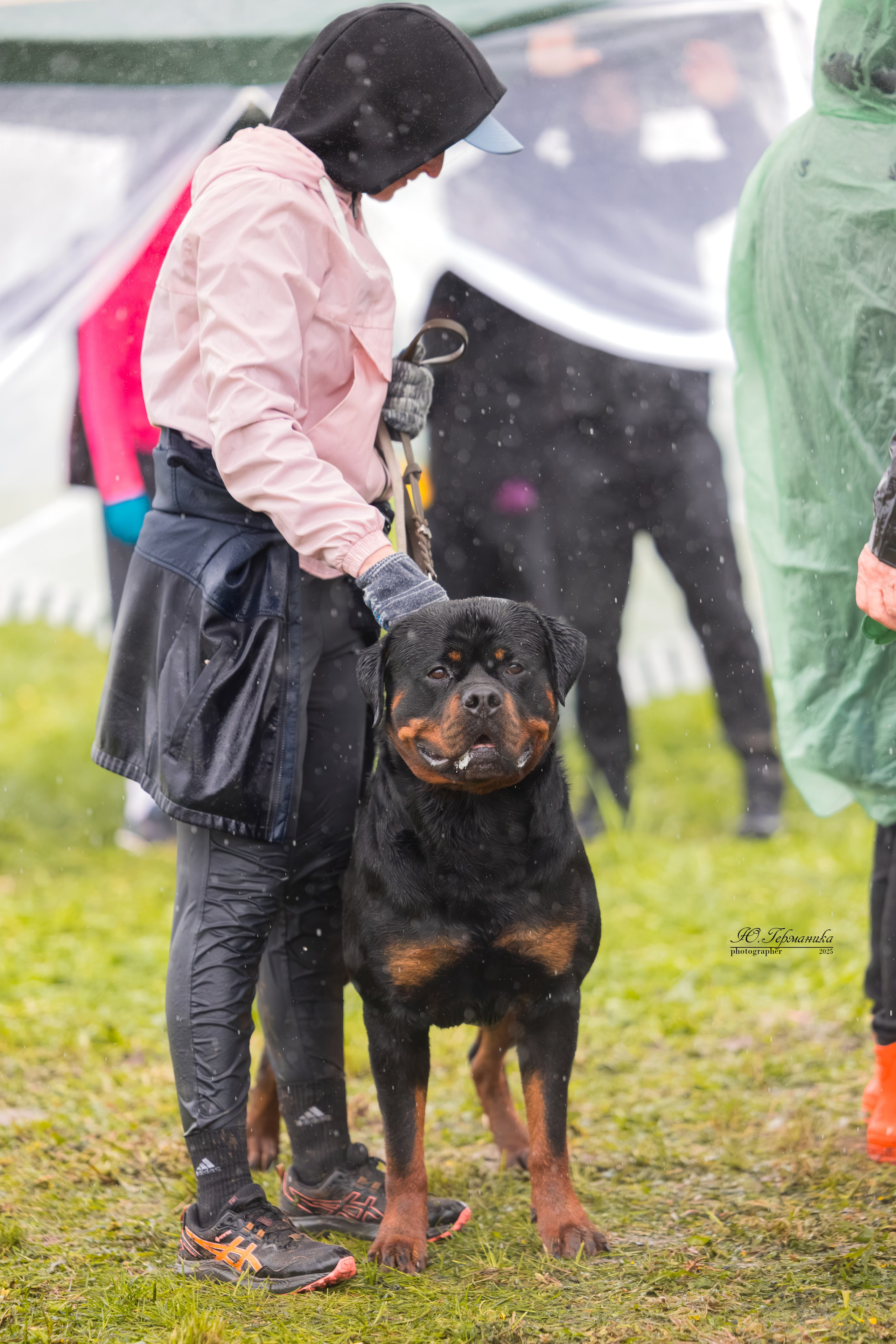 Нижний Новгород 2хмоно ротвейлеров 10-11.05.2025. Фотограф-анималист Юлия Германика