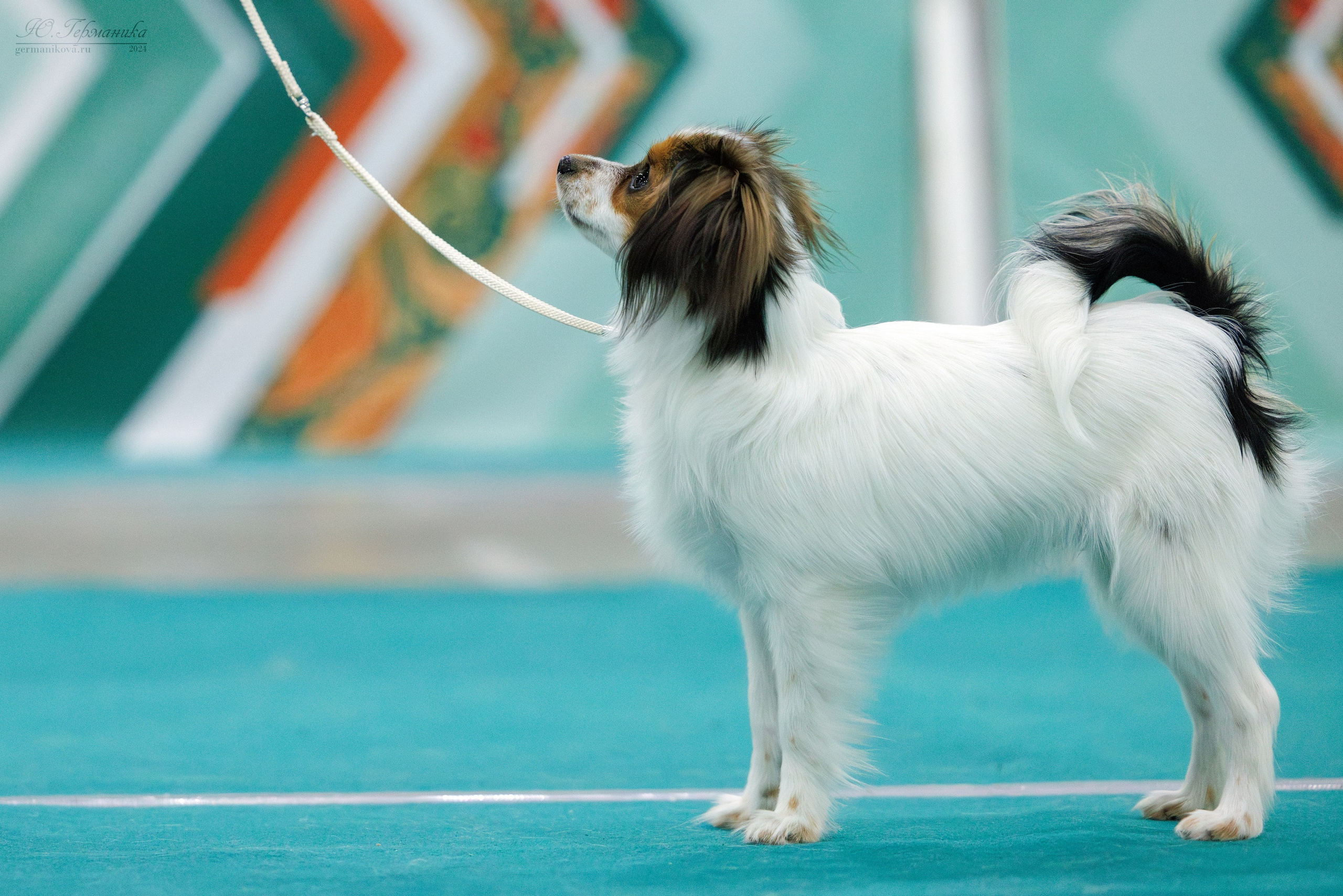 Евразия 16-17.11.2024. Фотограф-анималист Юлия Германика