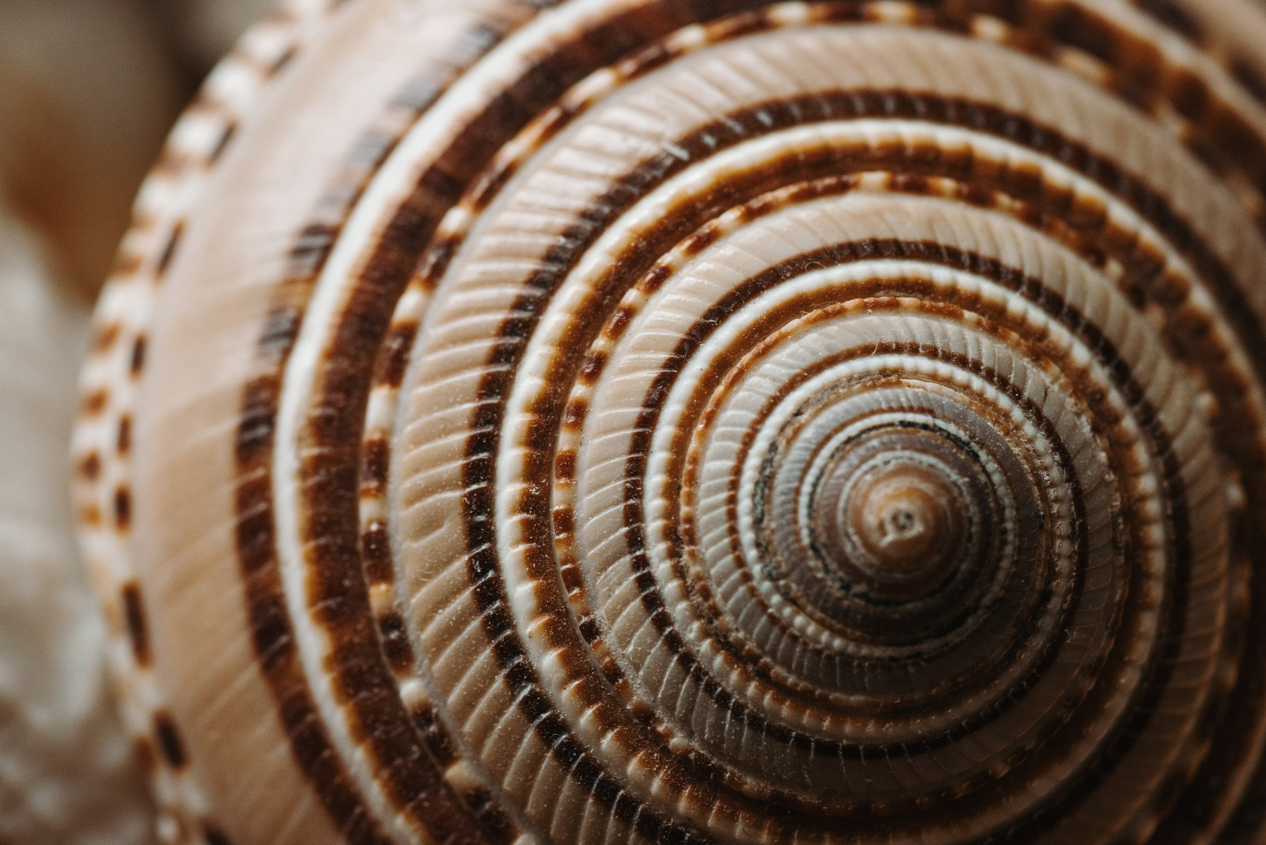 Animal Friendly. Фотограф на Юге России