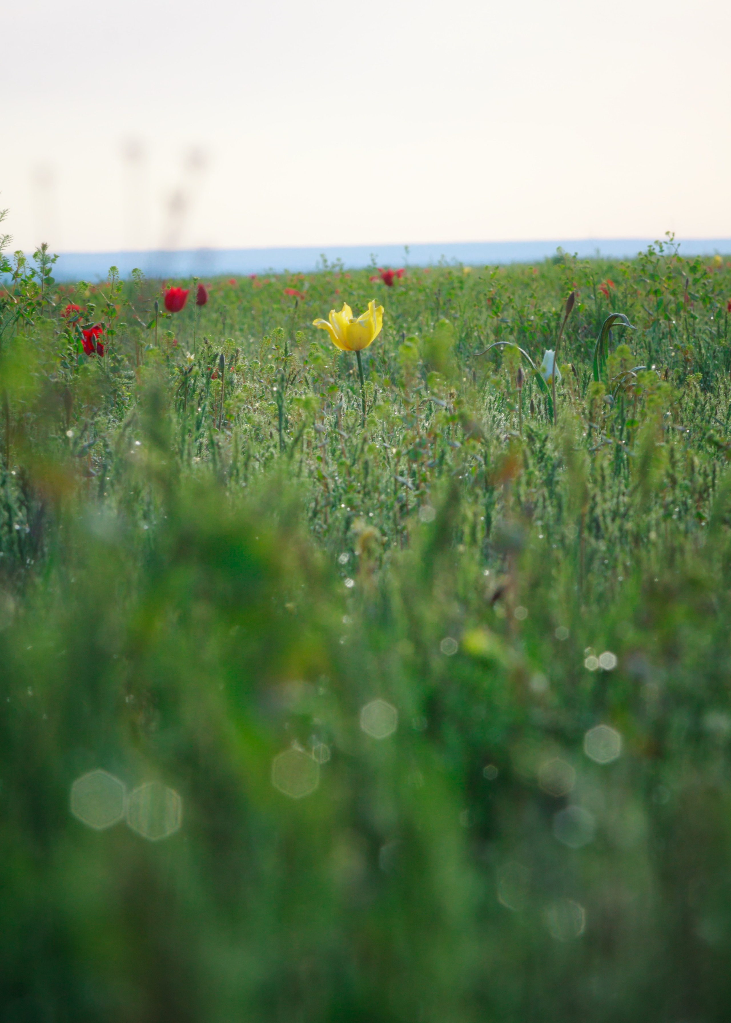 Тюльпаны и весенняя цветущая степь. Пейзажный и архитектурный фотограф юга России