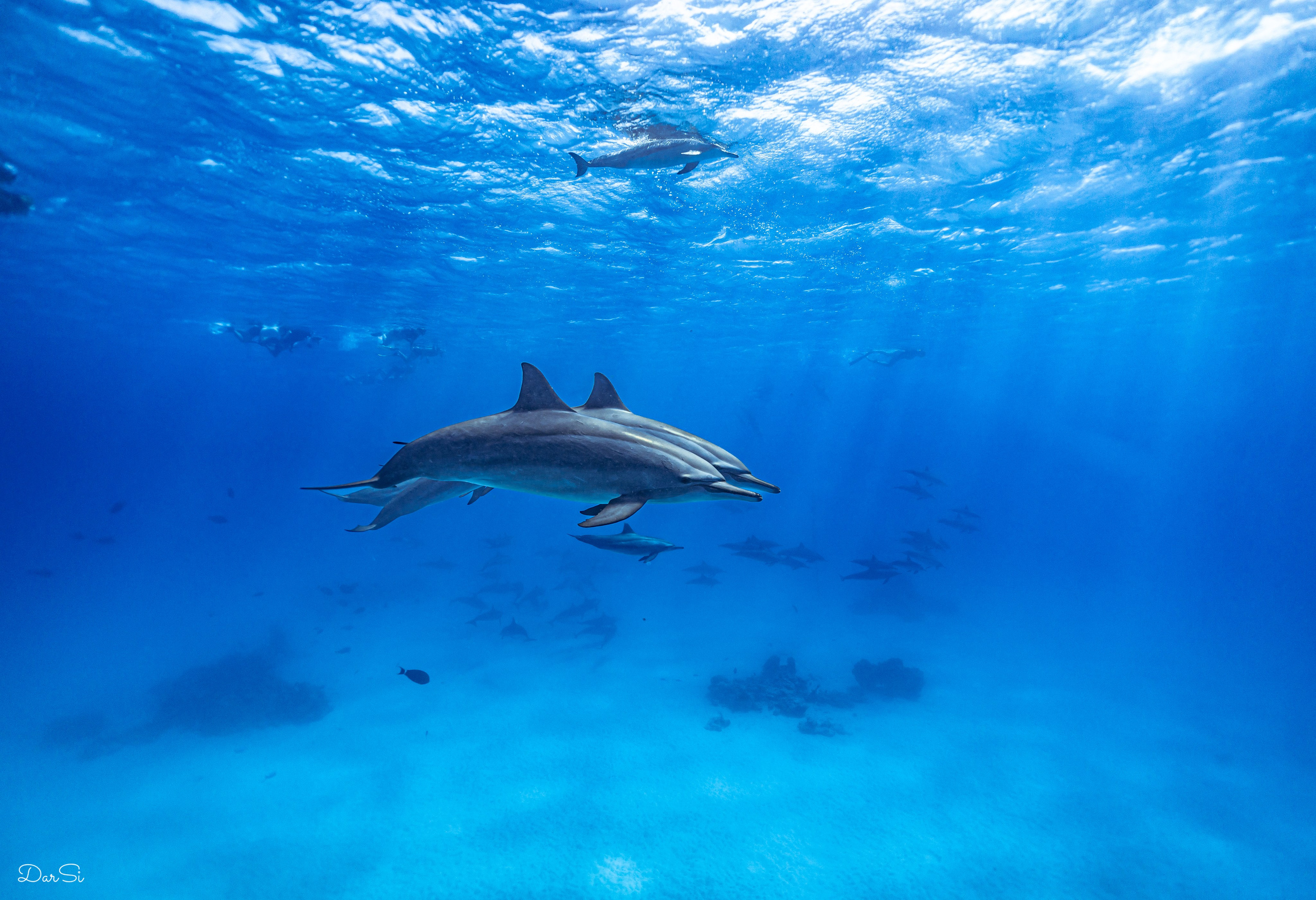 Дельфины. Подводный фотограф на Филиппинах Синицина Дарья