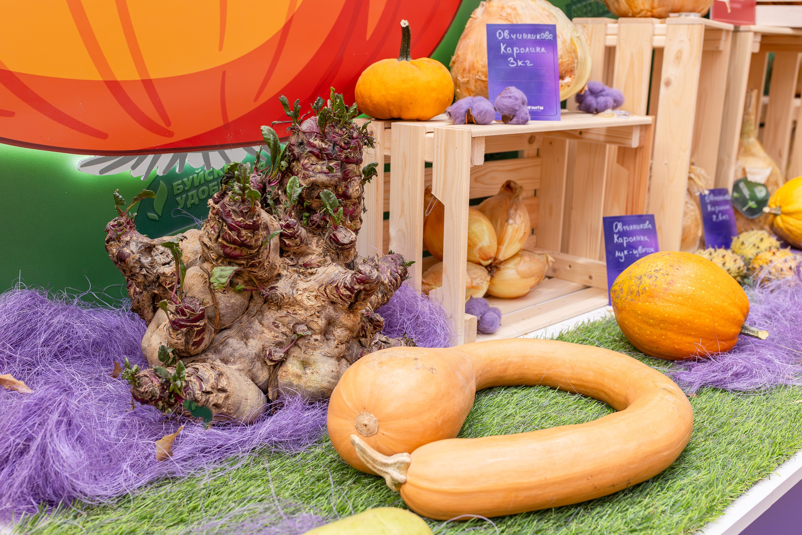 Овощи-гиганты. Александра Куликова фотограф, Москва