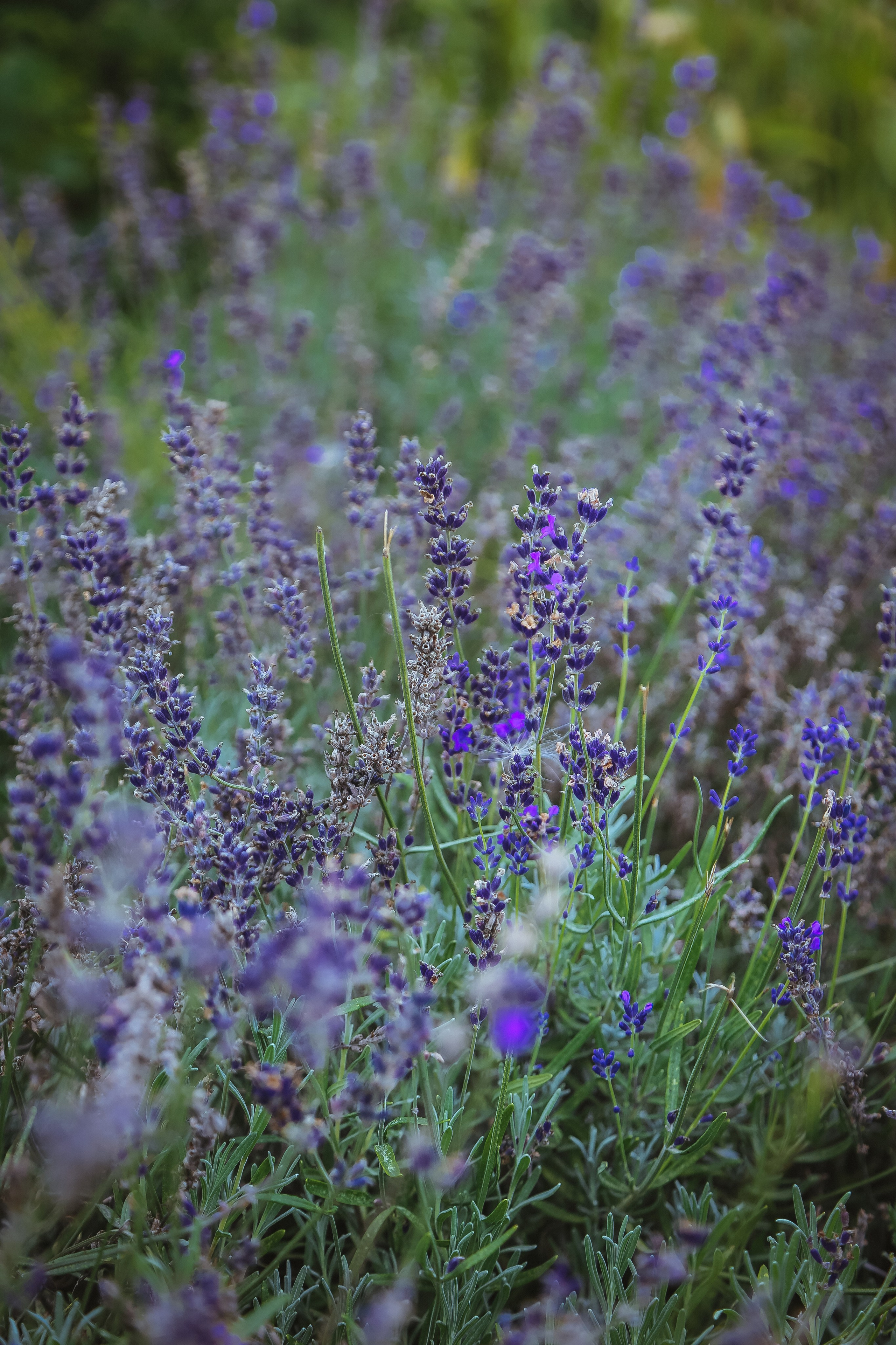 Ростов Великий. Дарья Письменюк / Darya Leitstern — фотограф, музыкант, журналист, путешественник