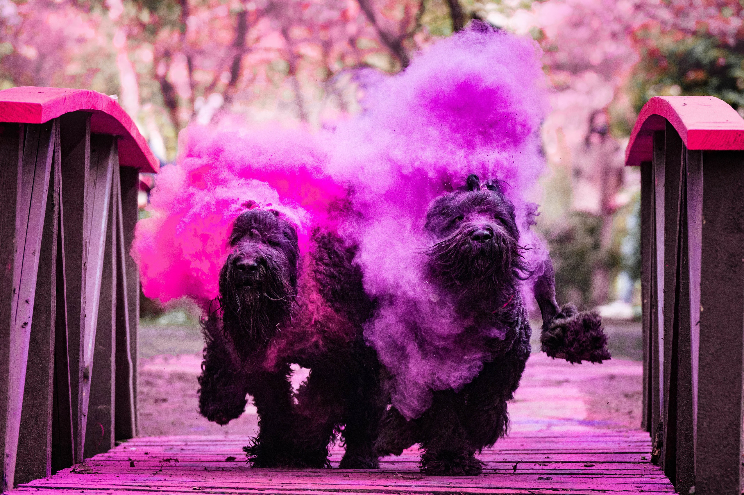 Черныши, сакура и краски холи. Фотограф-анималист