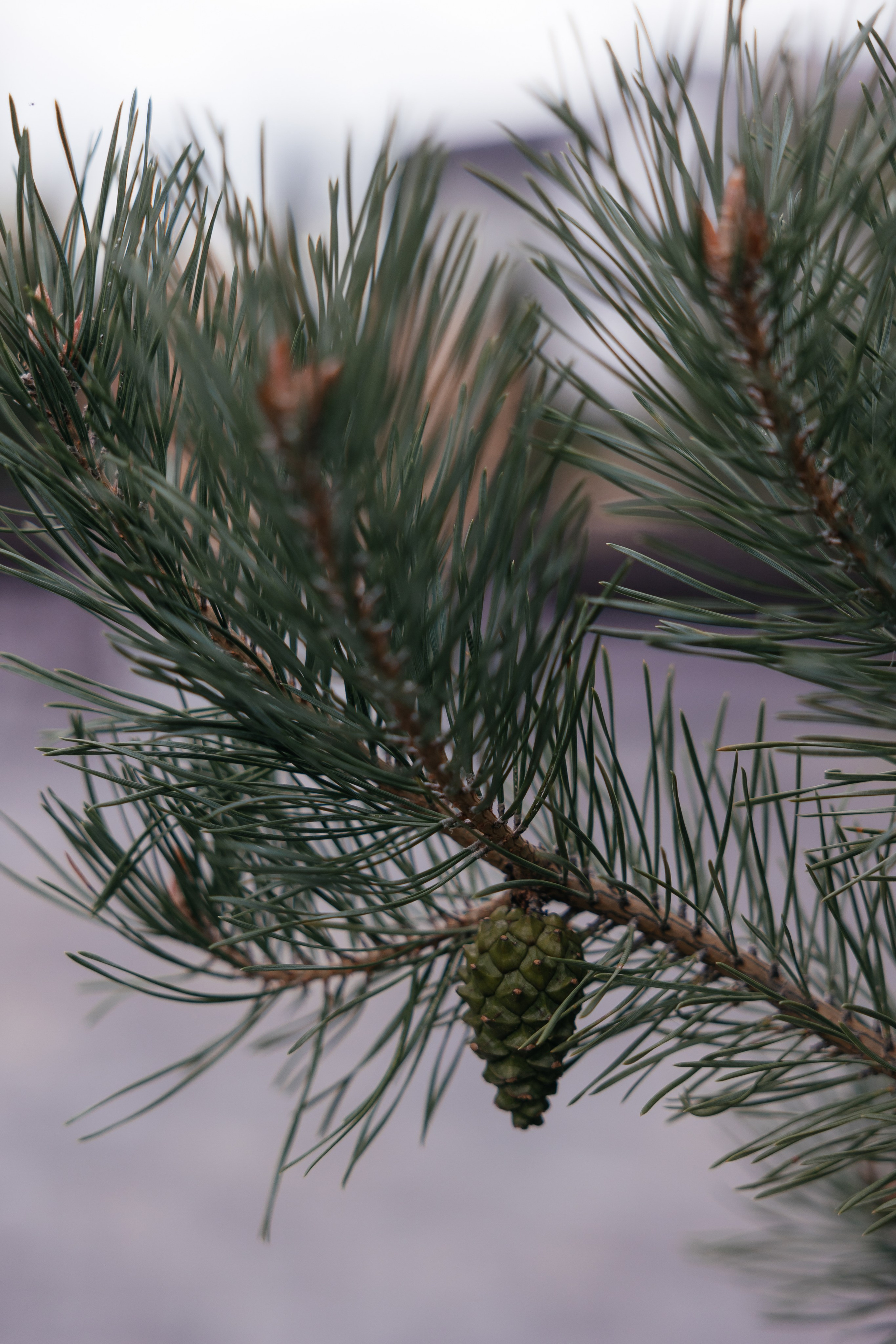 Кирил и Марина. Фотограф Крохин Олег