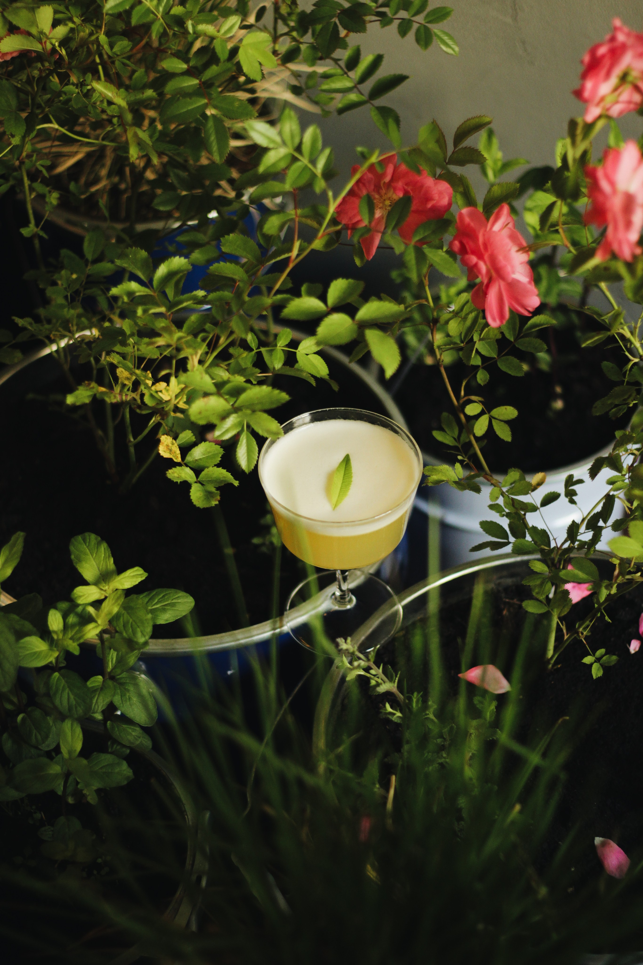 Faro. Света Голобородько, фудфотограф в Санкт-Петербурге