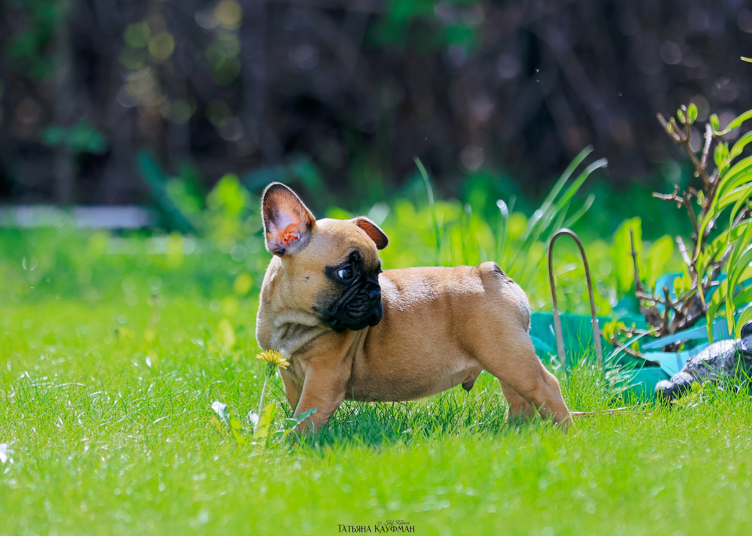 Французский бульдог, фотография французского бульдога, щенки бульдога, щенки французского бульдога, красивая собака, фотограф анималист, фотокурс Анималистика, научиться фотографировать собак, фотограф Новосибирск