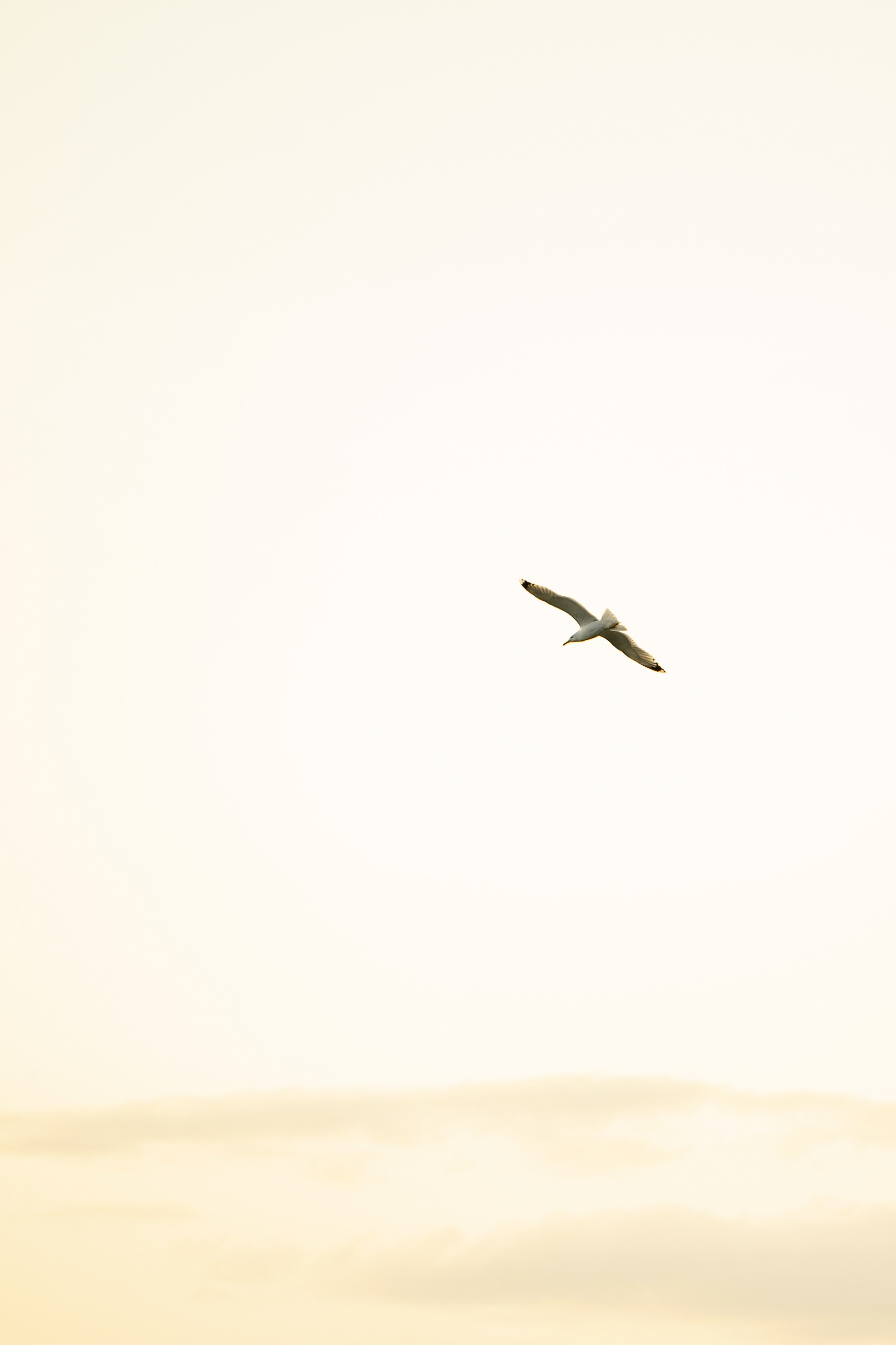 Илья и Ксения. Свадебный фотограф Ростов-на- Дону, Краснодар, Москва