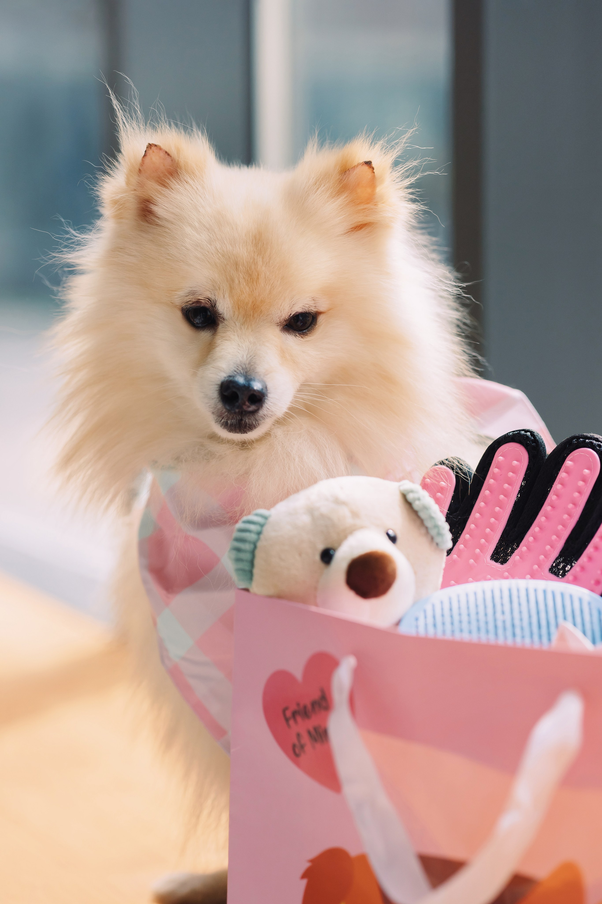 Магазин Friend of mine. Фотограф-анималист Елена Радченко, Москва